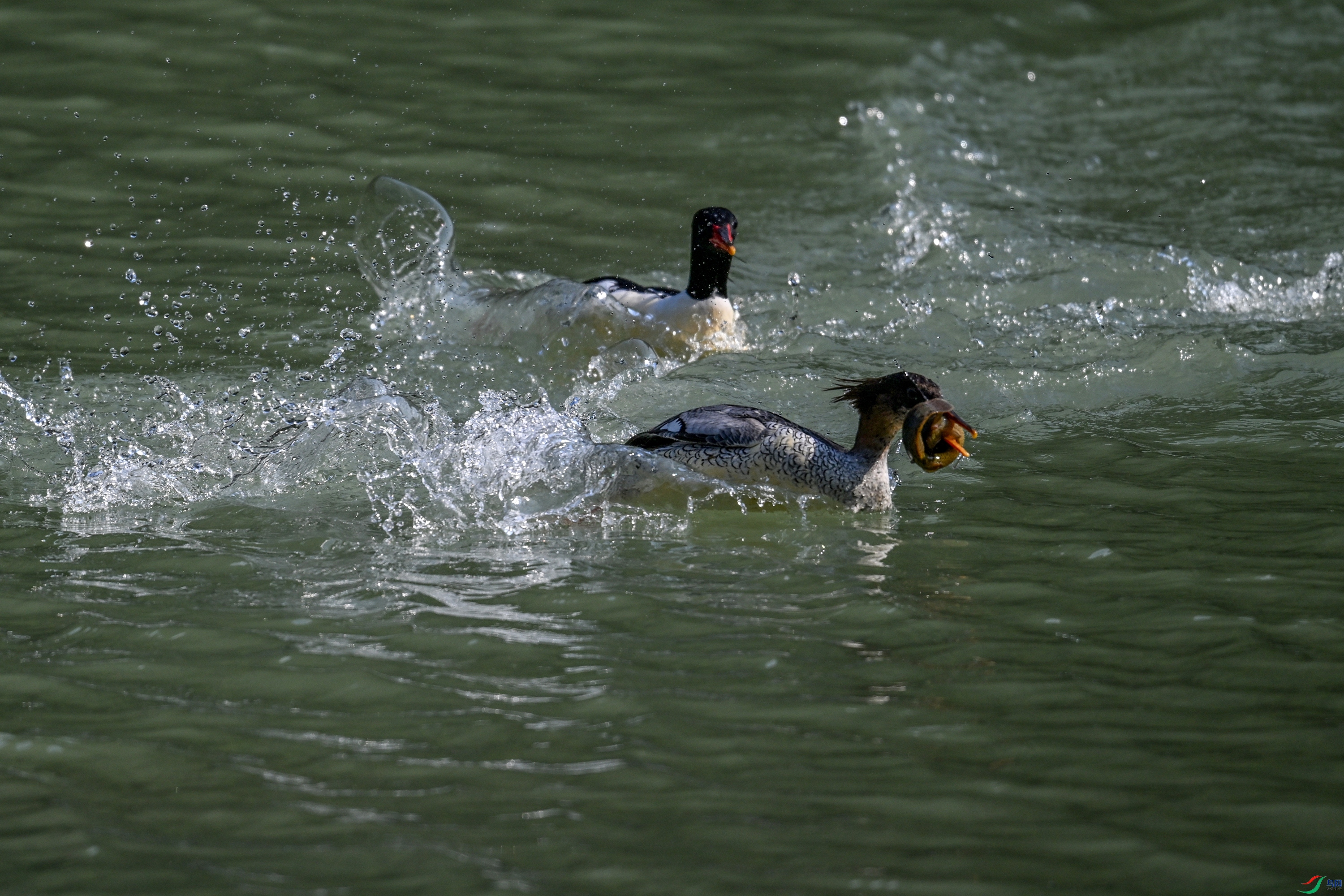 DSC_7459.JPG