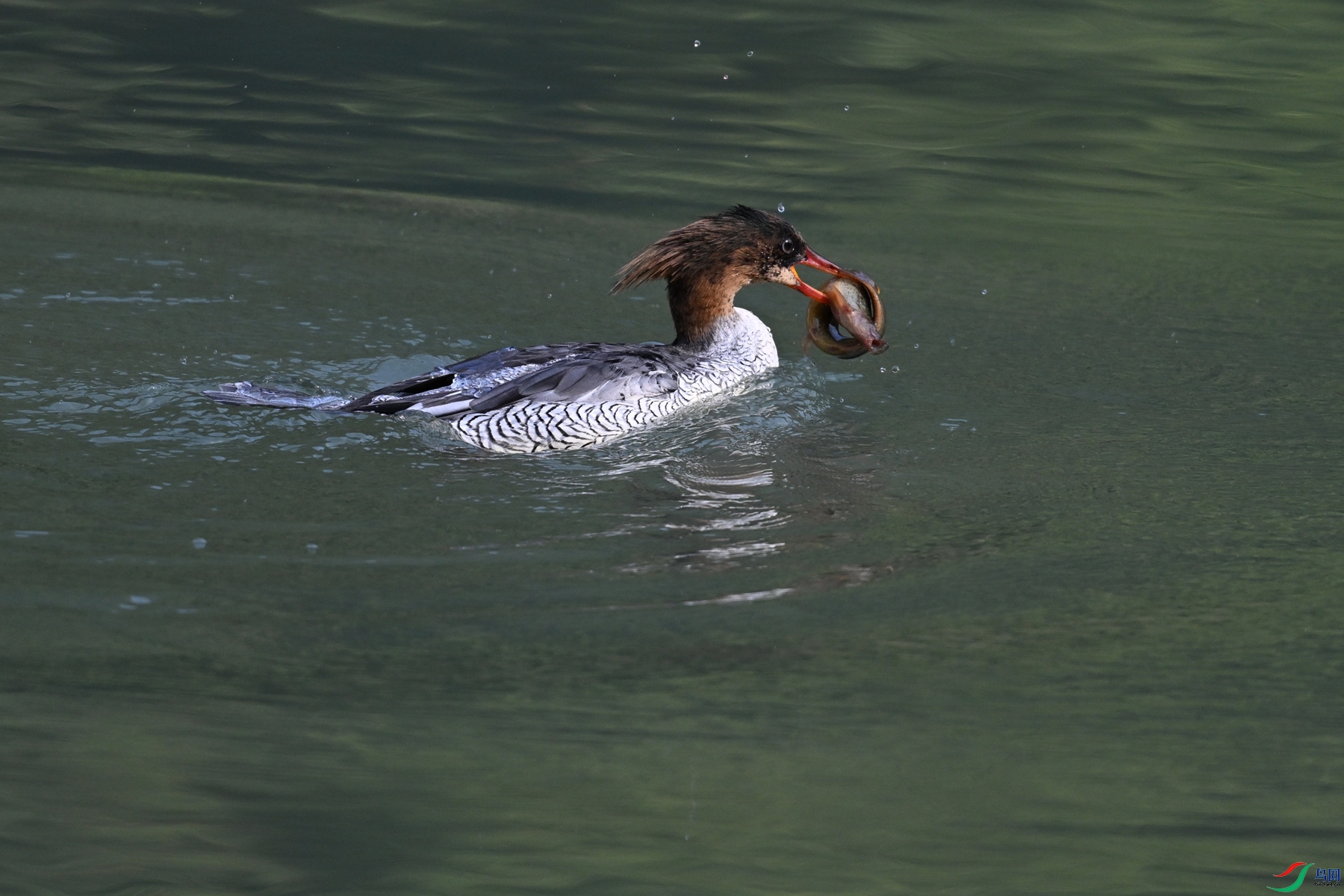 DSC_7591.JPG