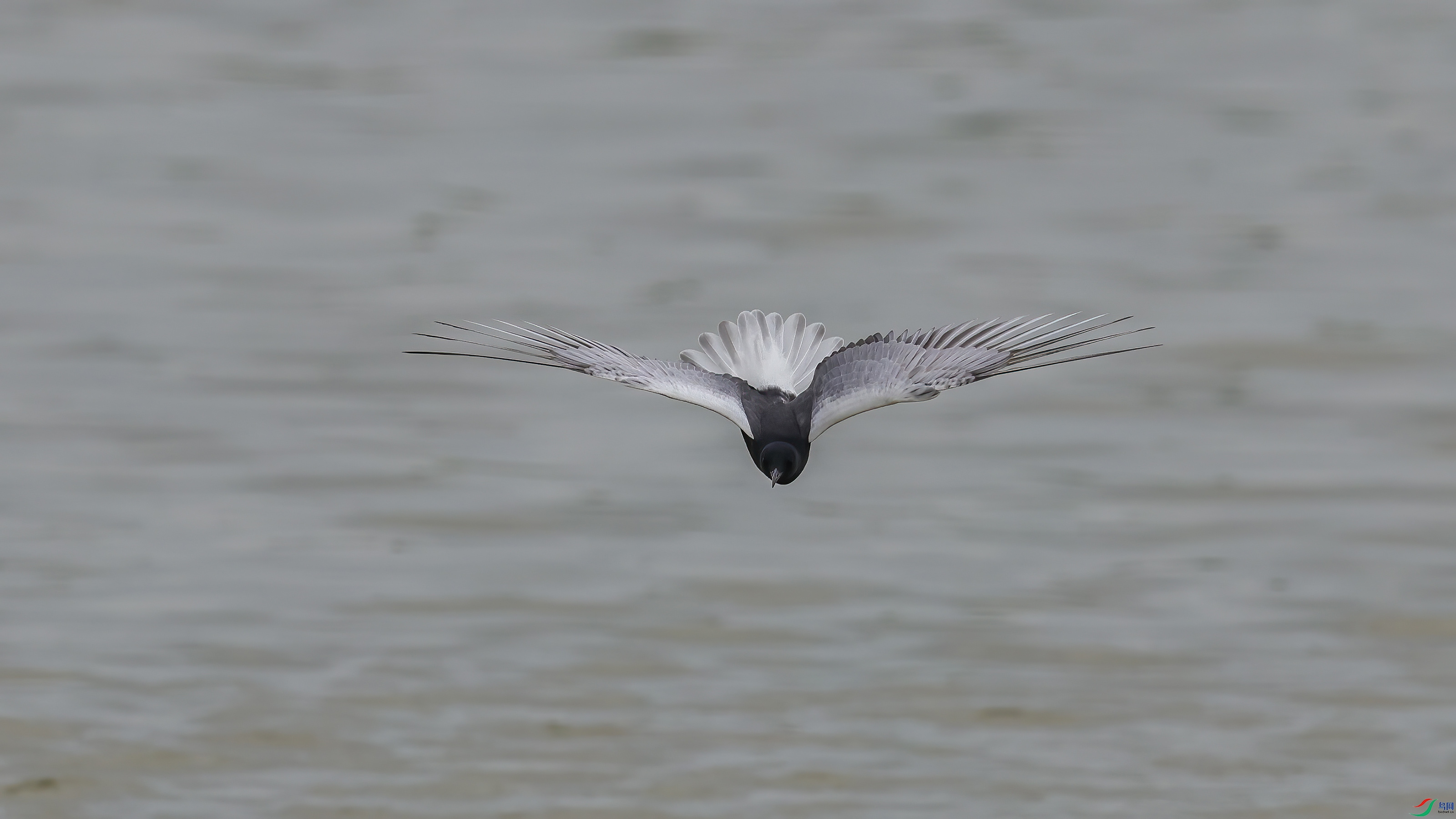 _E8A0088 ����w.jpg