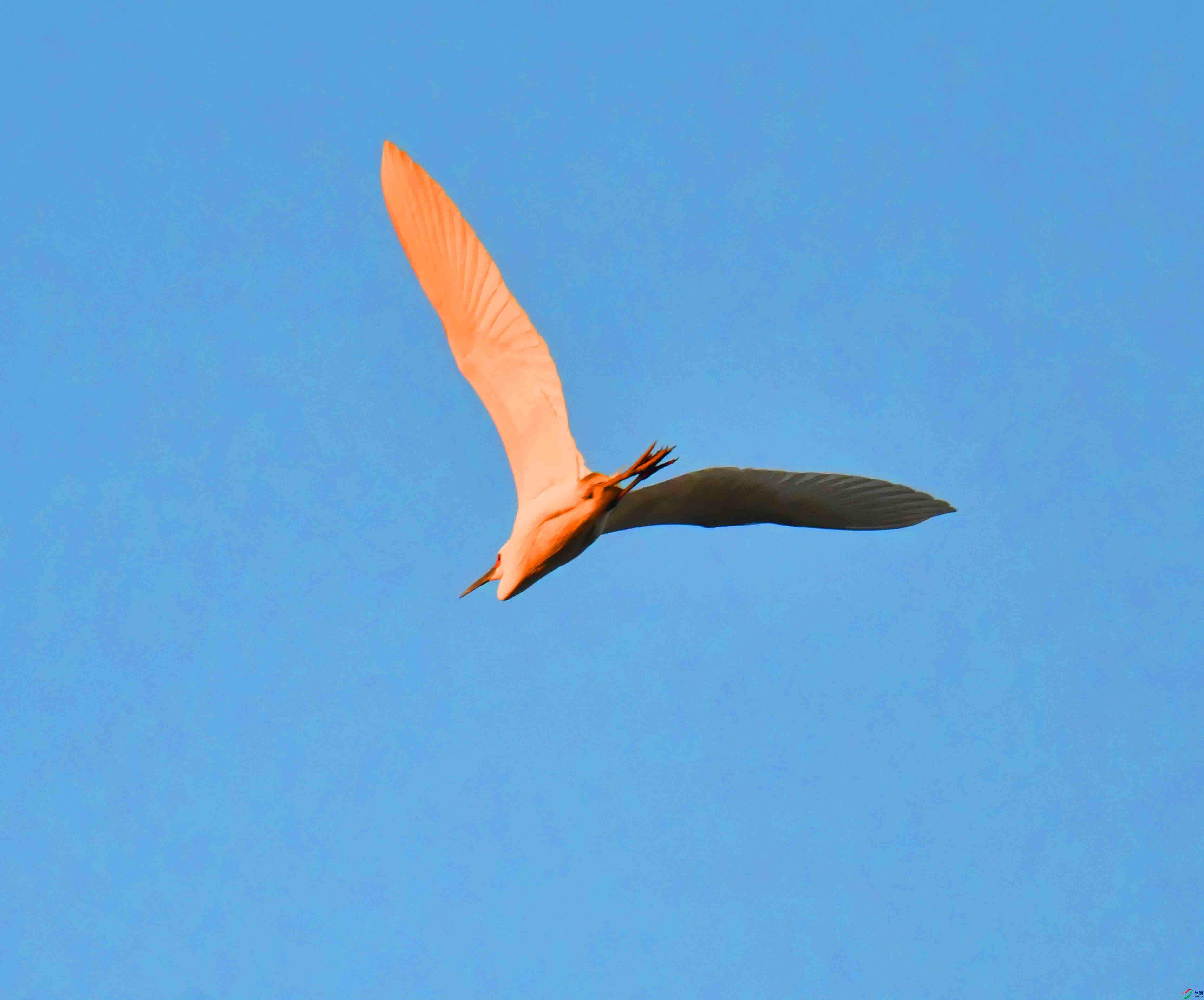 DSC_9331.JPG