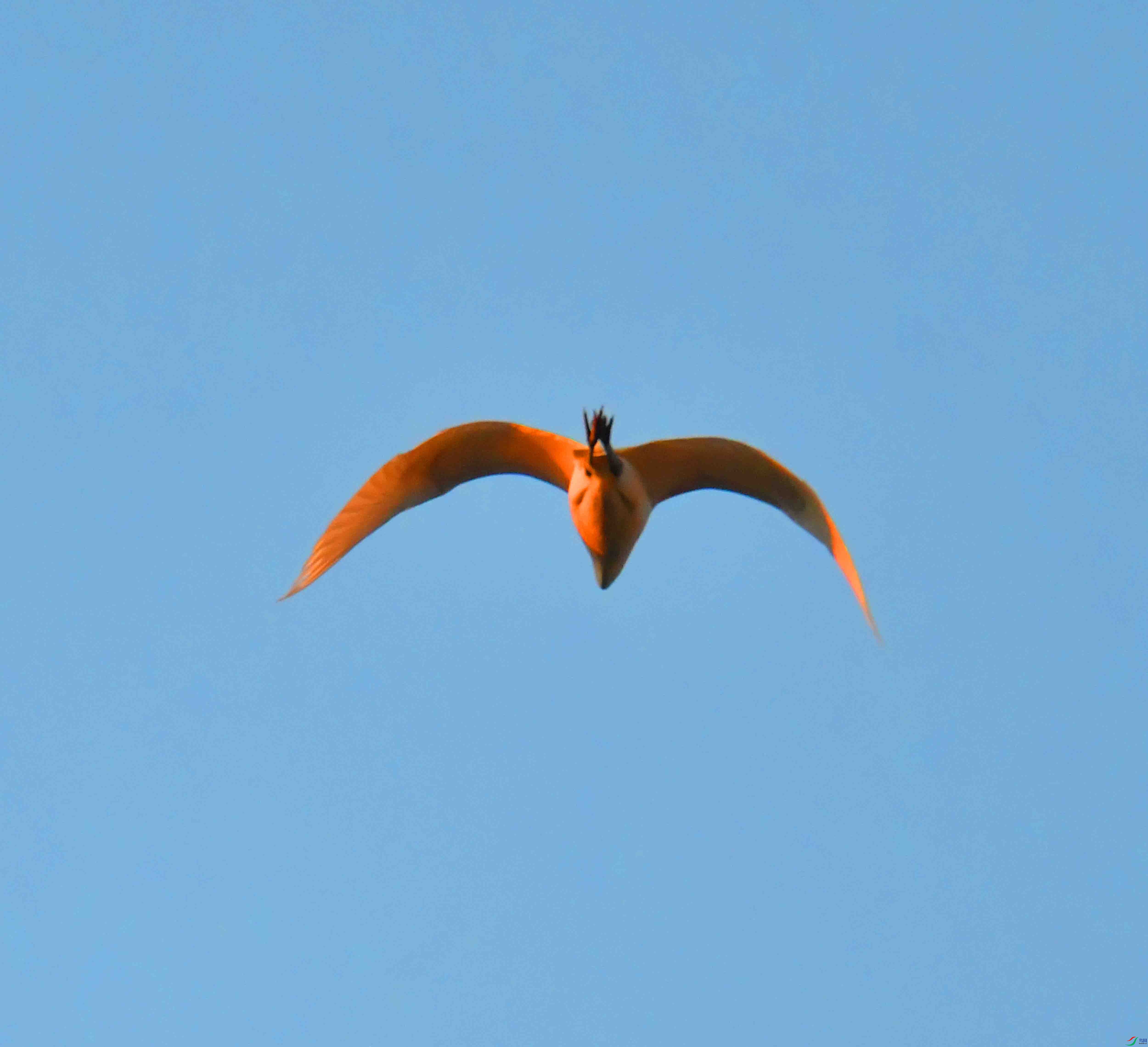DSC_9333.JPG