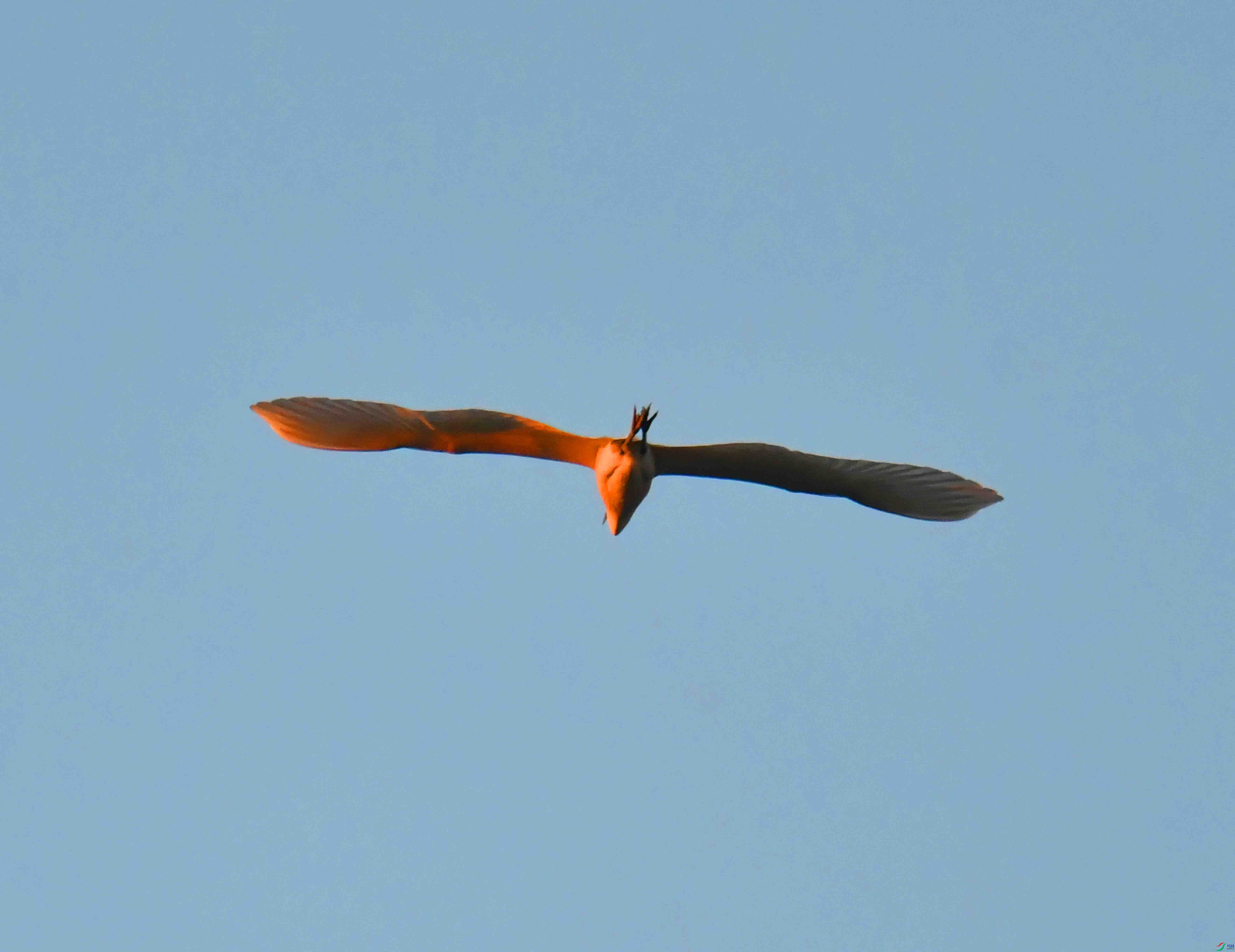 DSC_9337.JPG