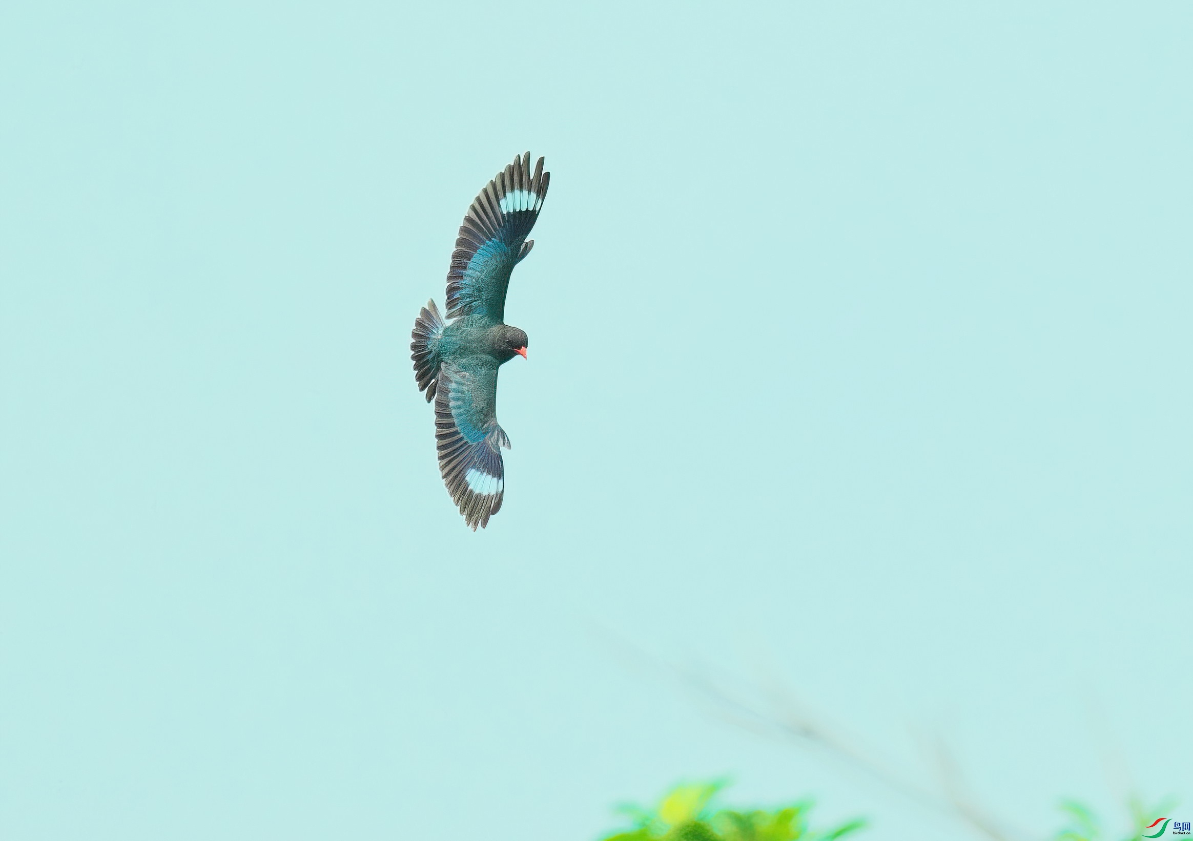 DSCF6249-Sp.jpg