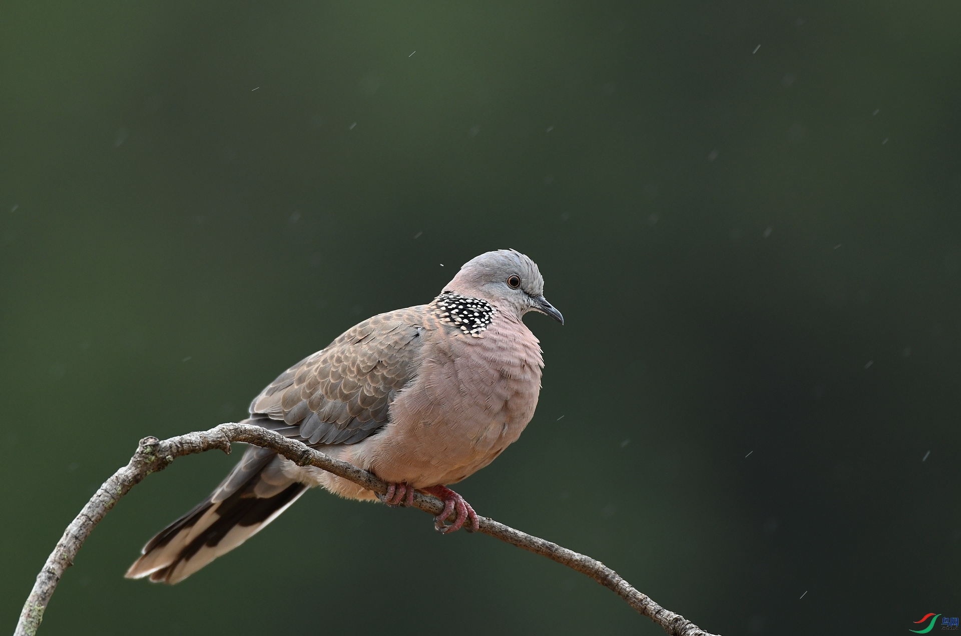 DSC_7052.jpg