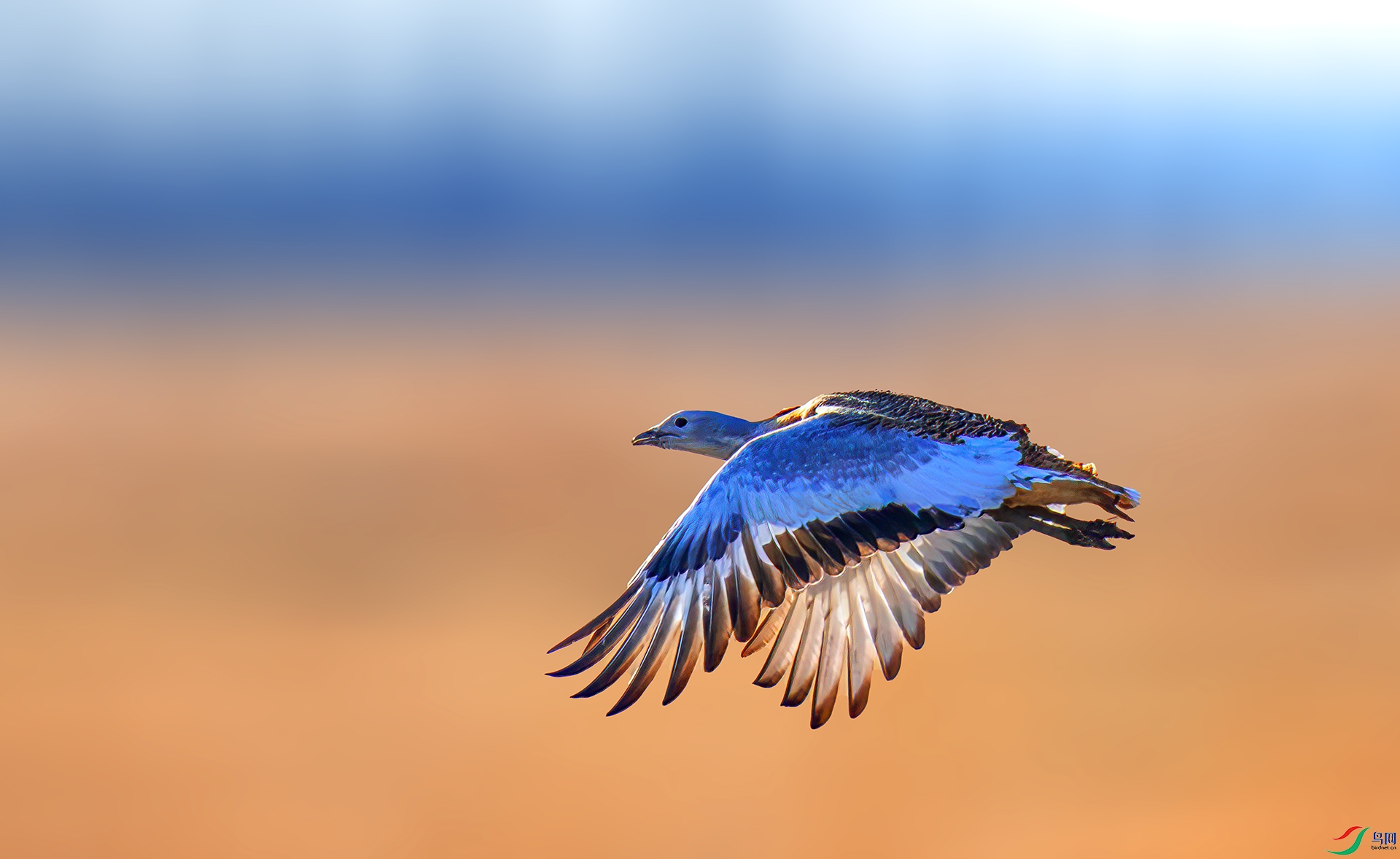 060A7111 ����-Sh----1 .jpg