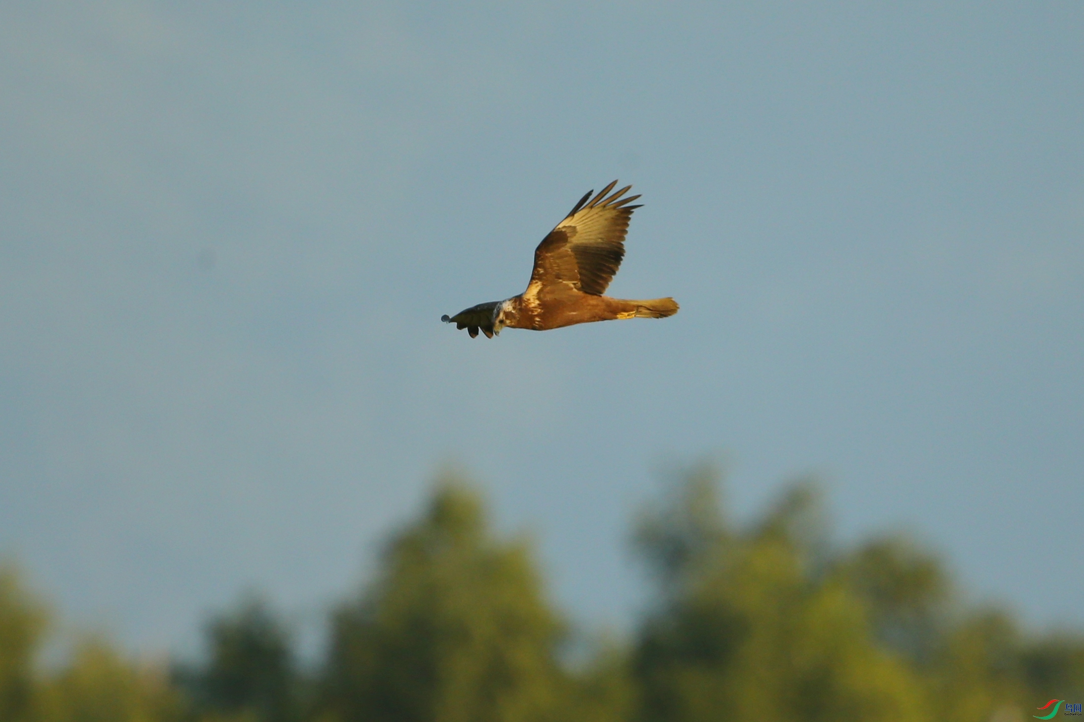 Picture 15037096.jpg