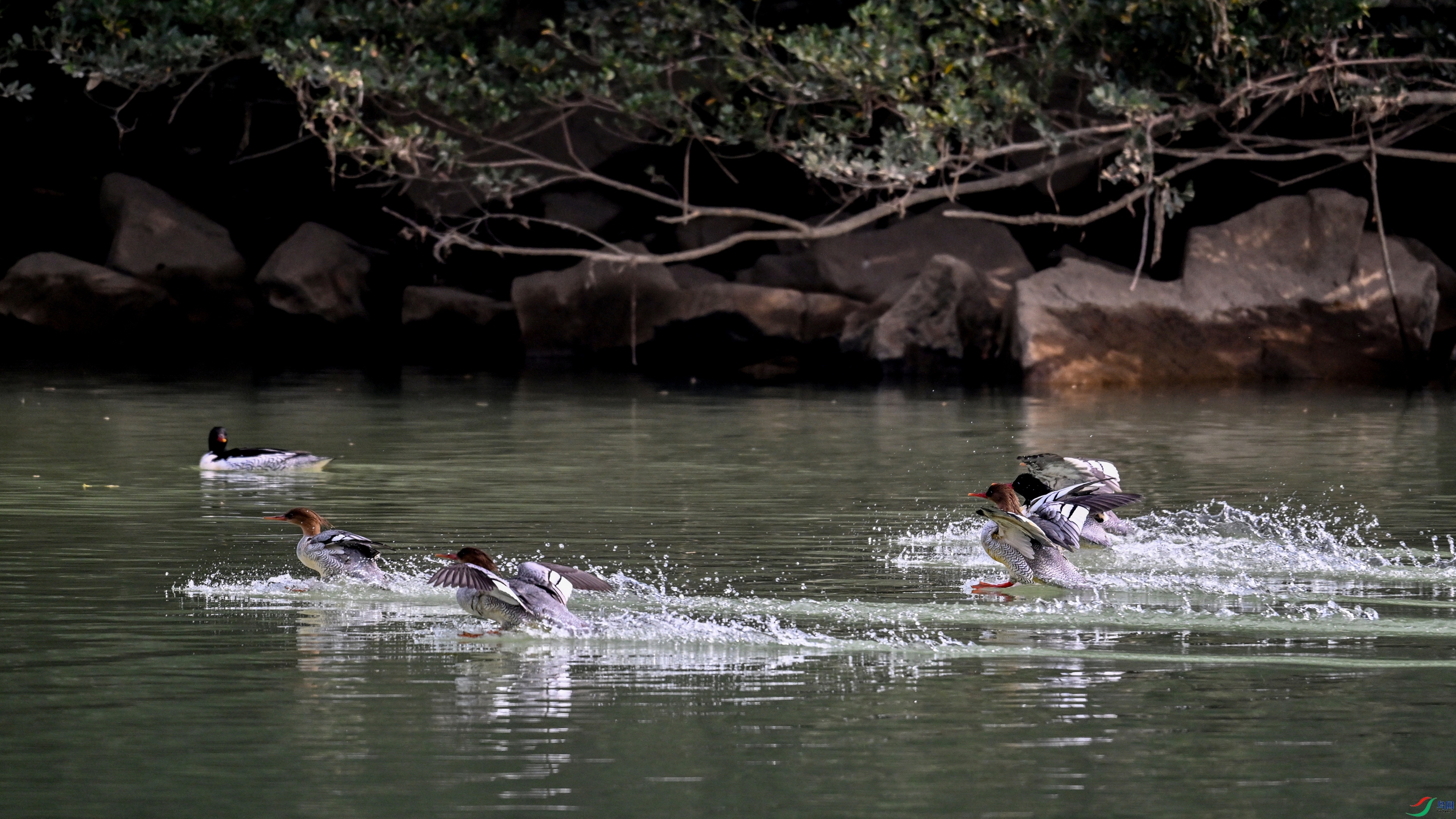 DSC_6964.JPG