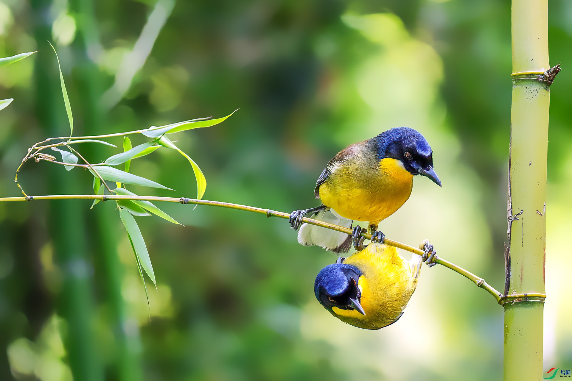 060A6788 ����-Sh---1 .jpg