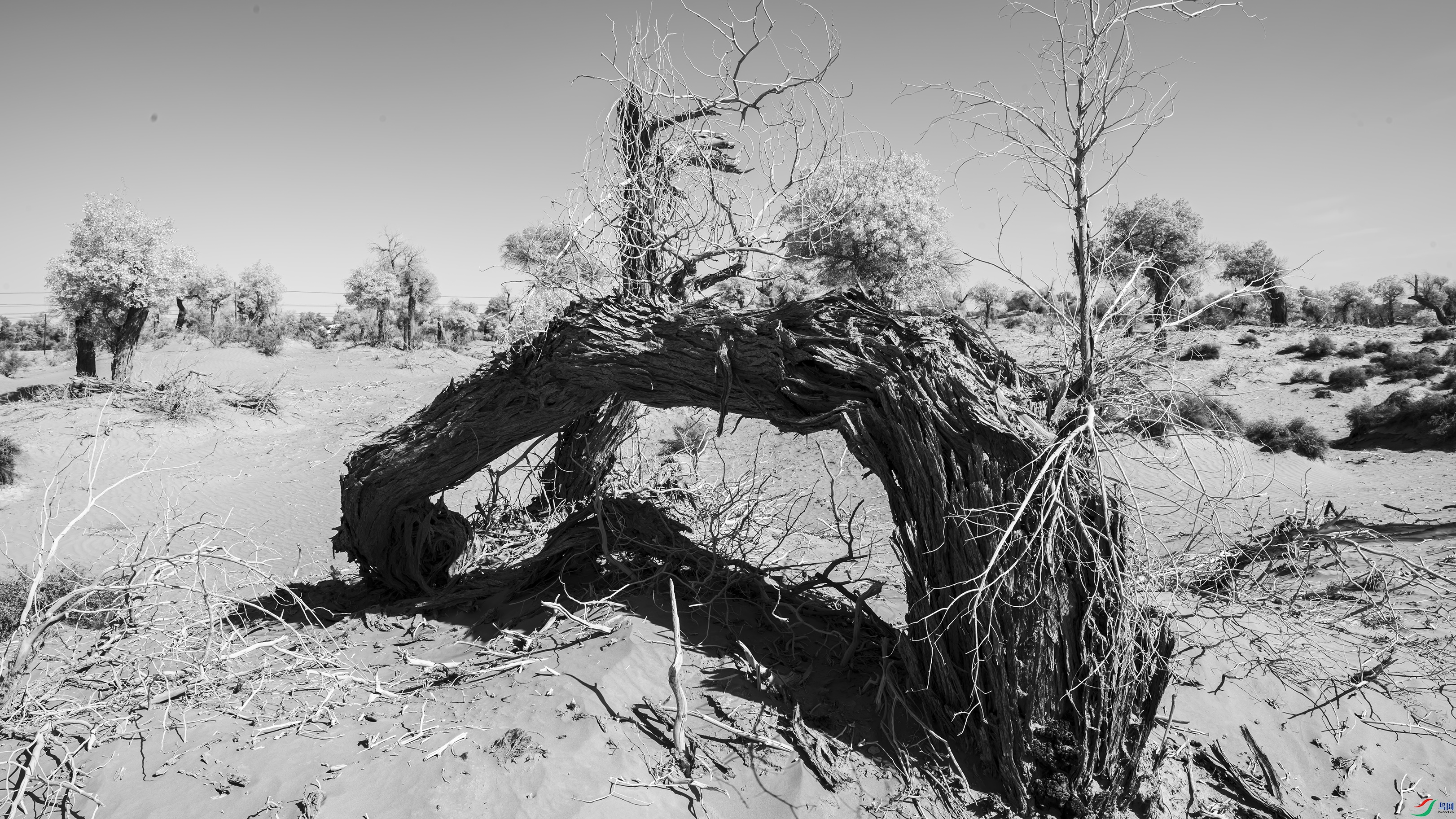 DSC_1314-1.jpg