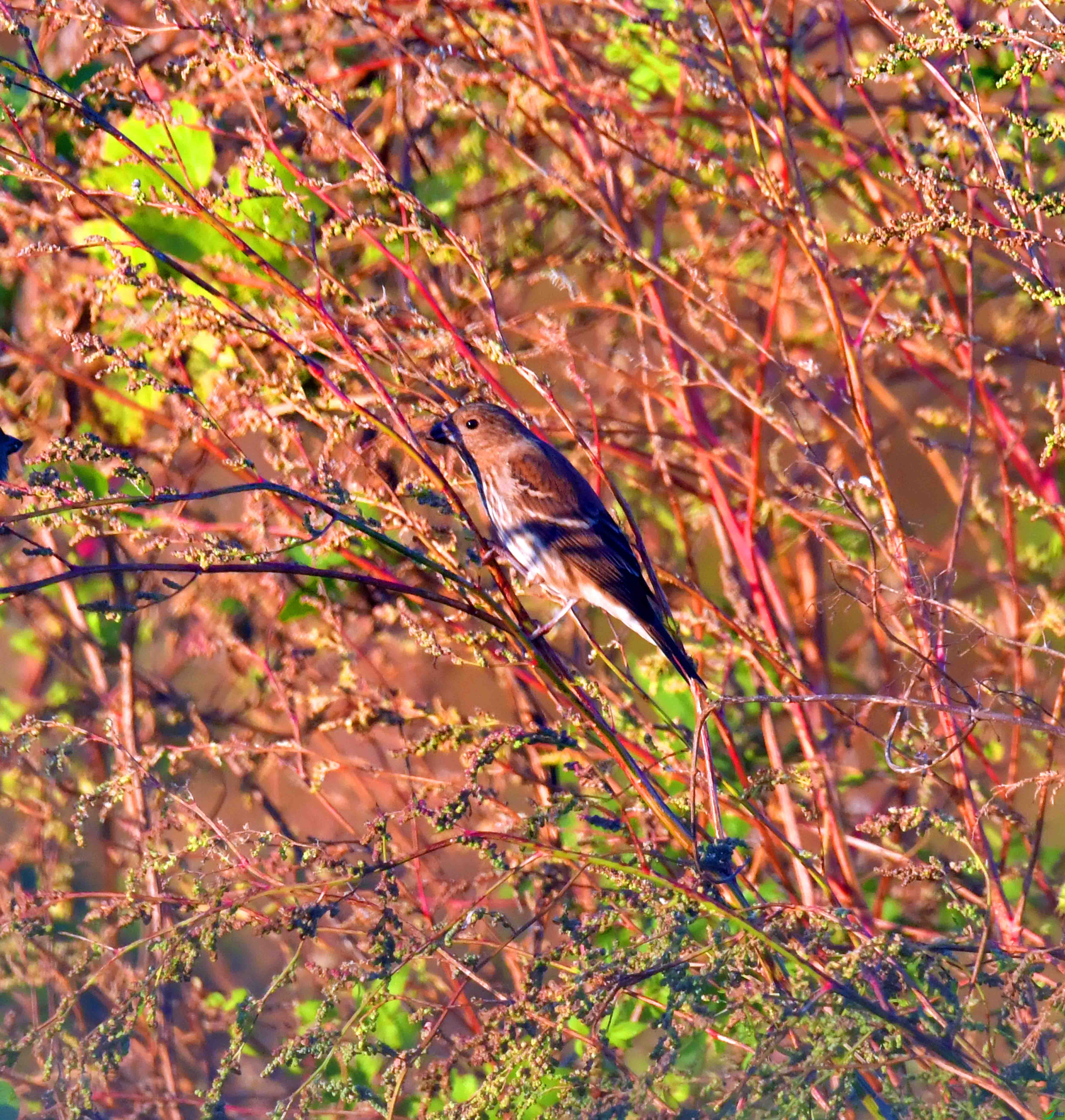 DSC_4758.JPG