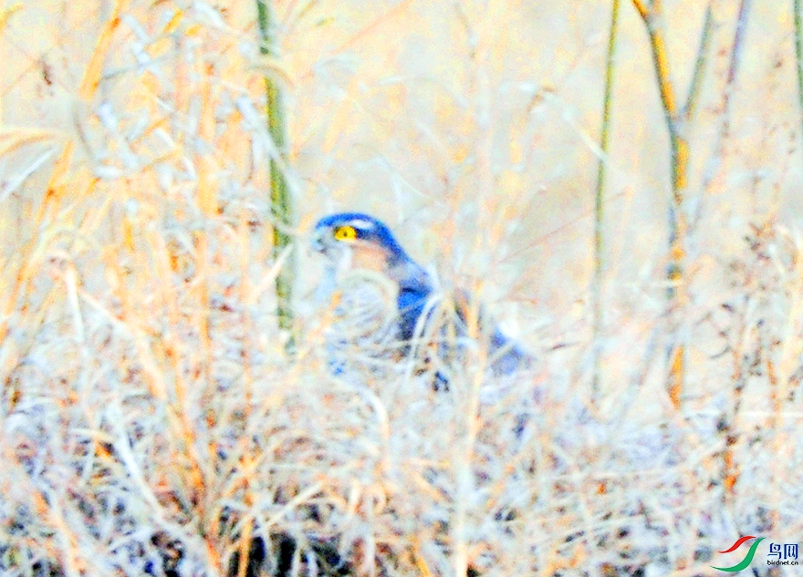 DSC_4919.JPG