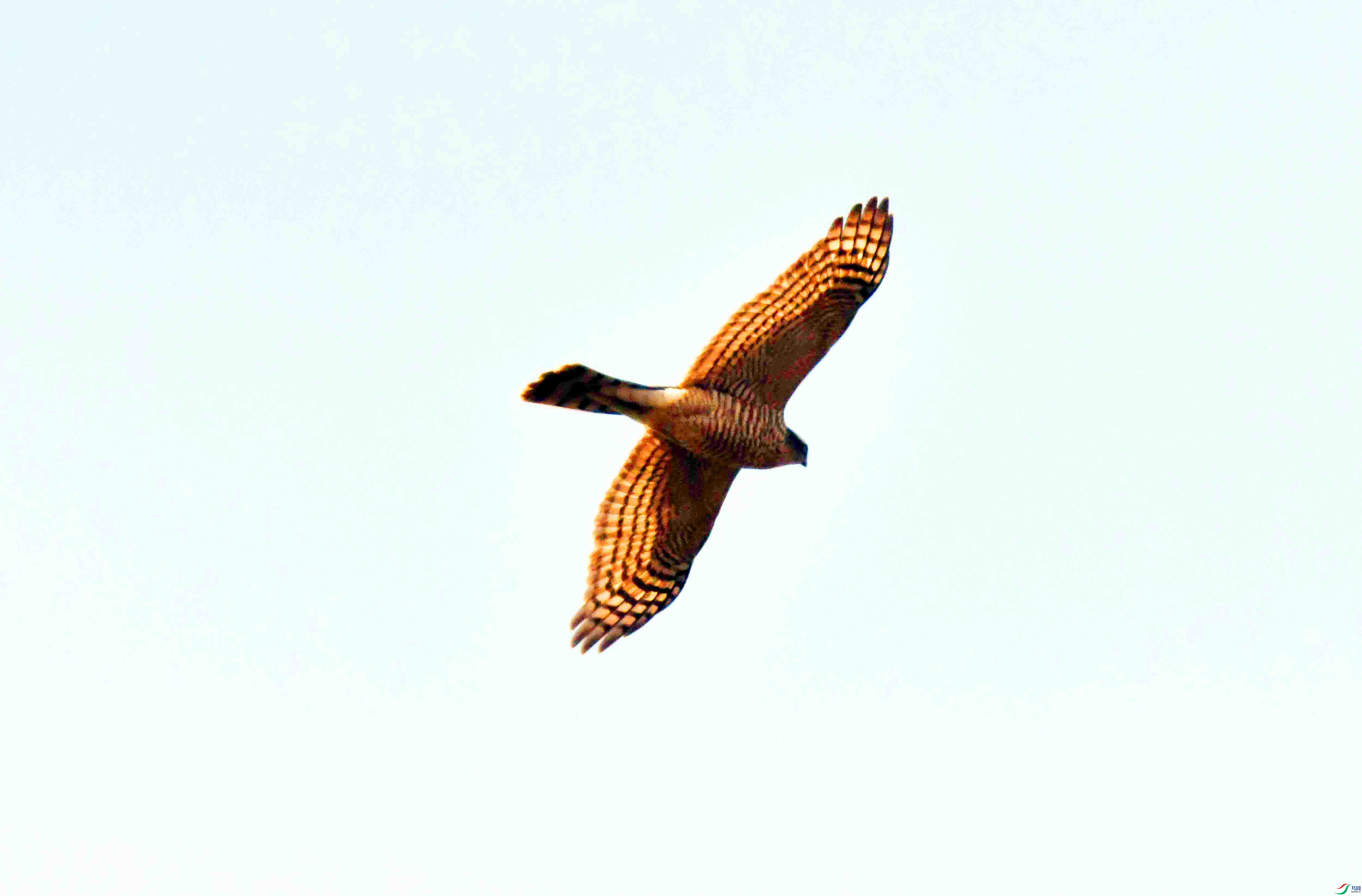 DSC_8423.JPG