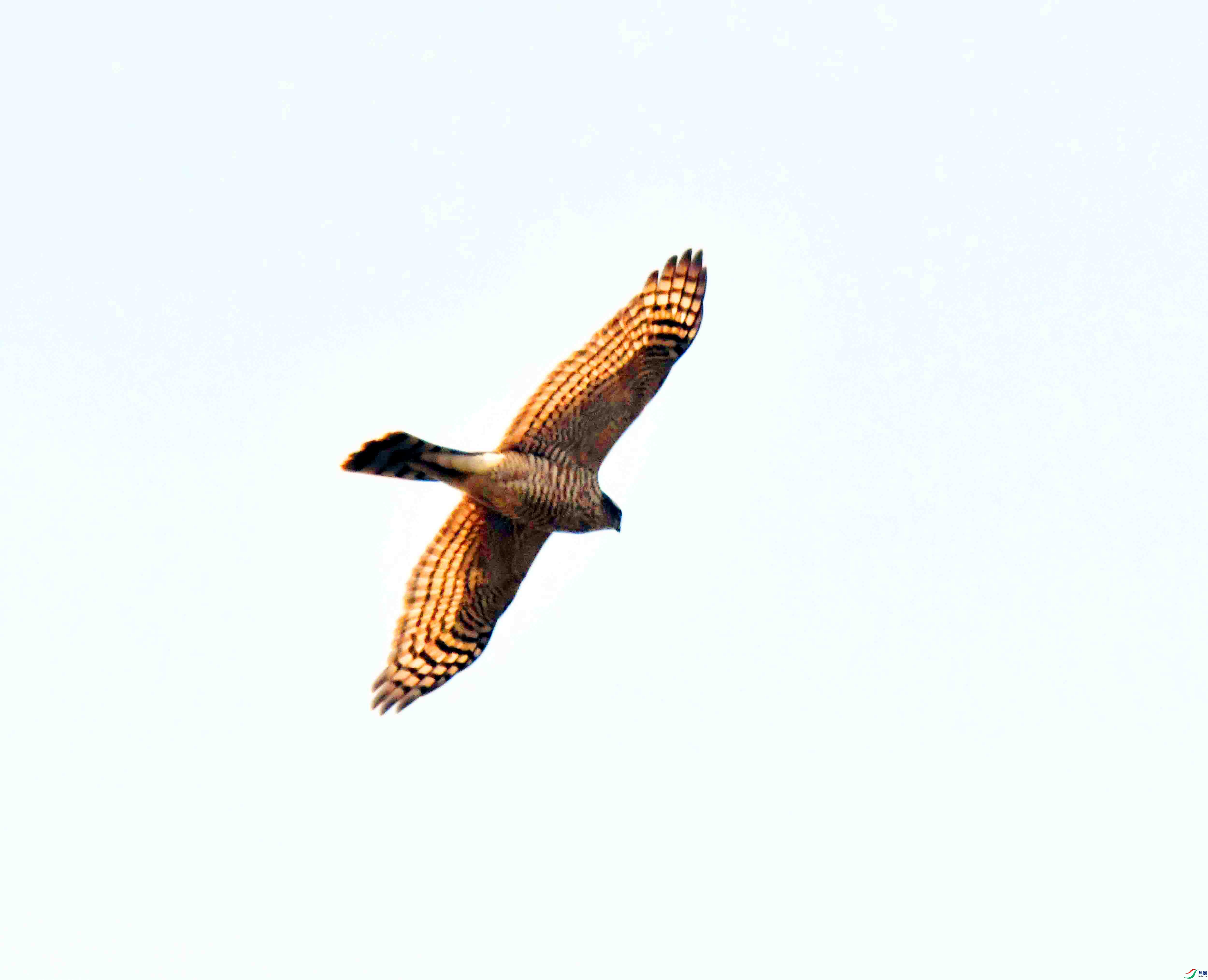 DSC_8424.JPG