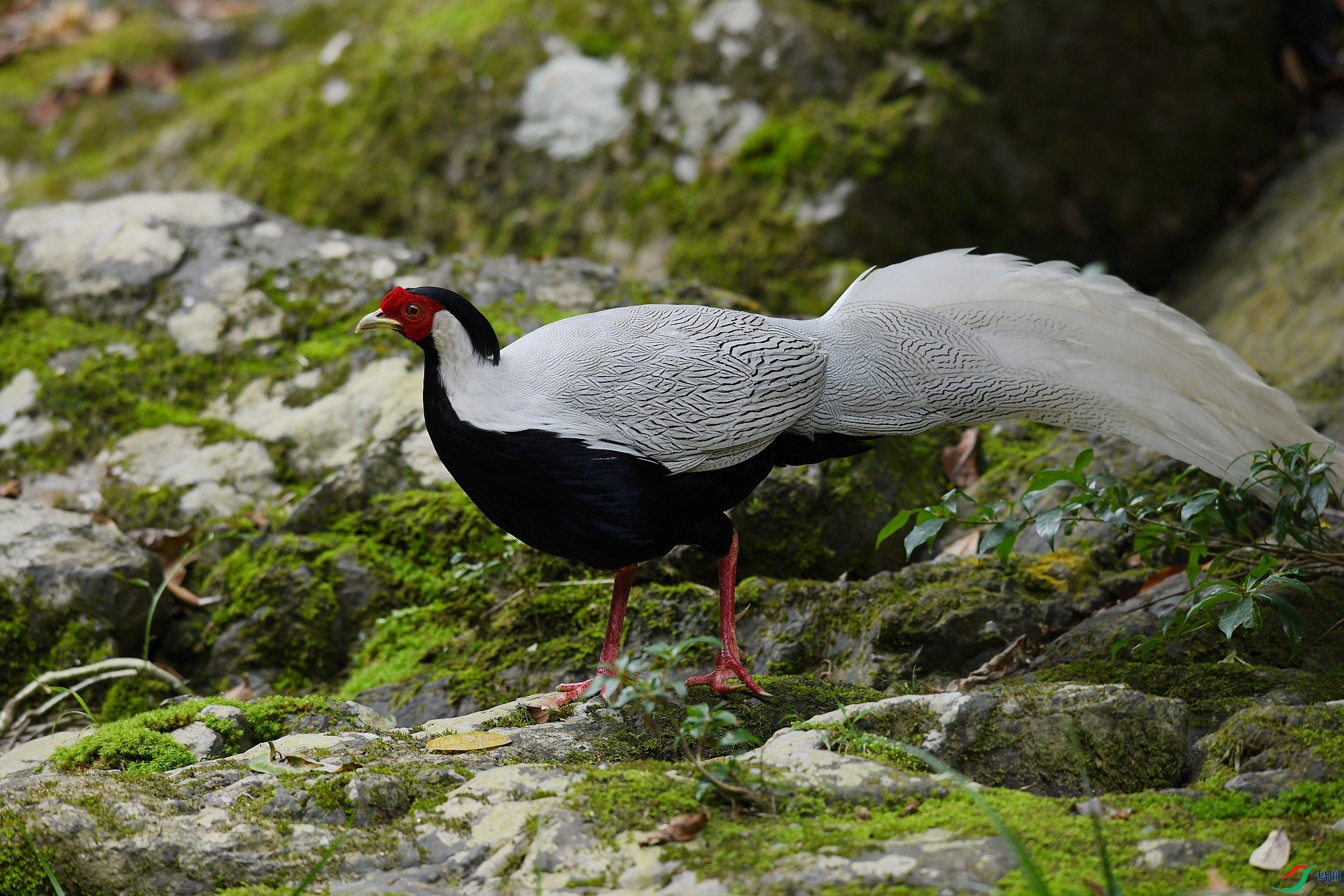 DSC_4921.jpg