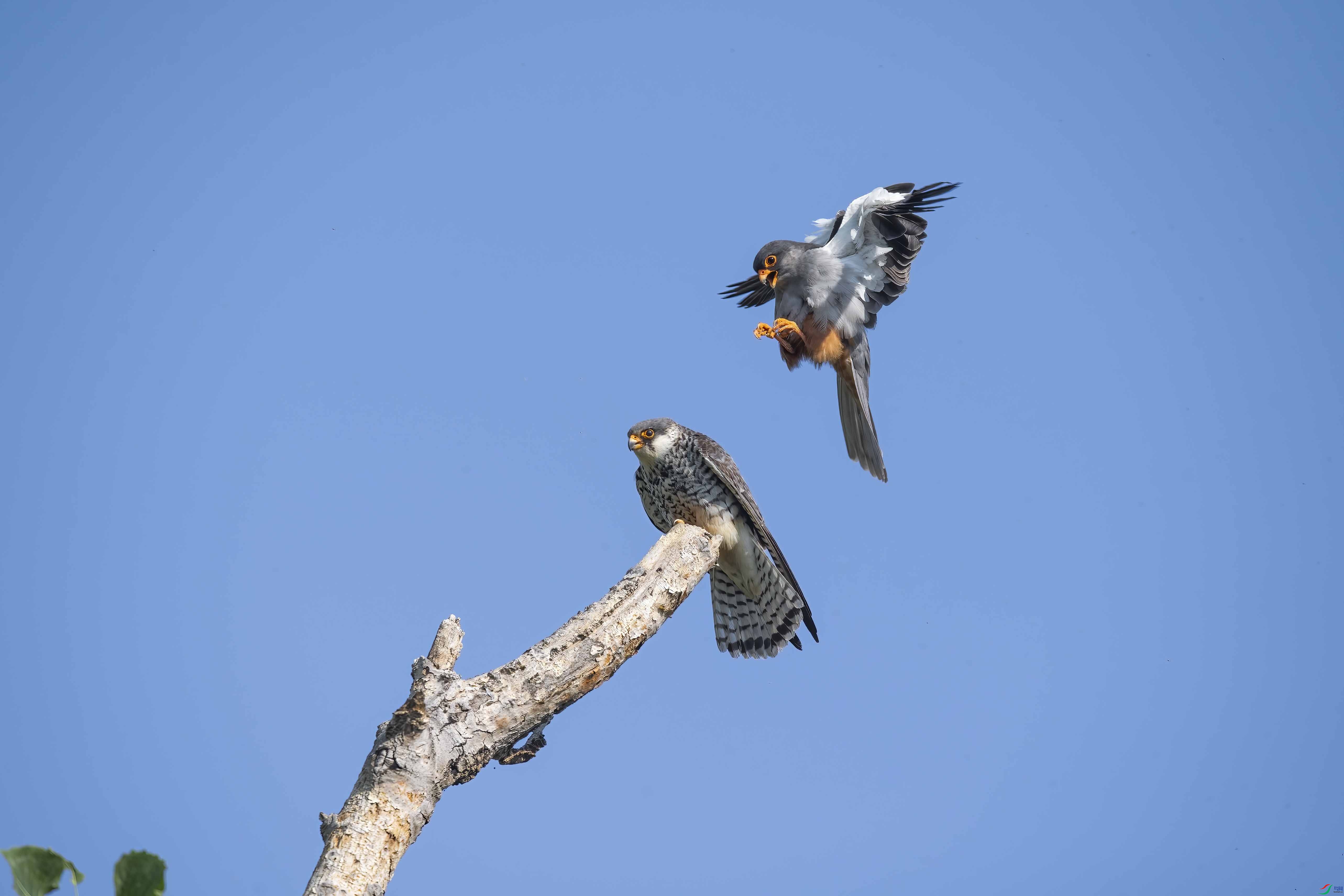 DSC_3348 ����-B.jpg