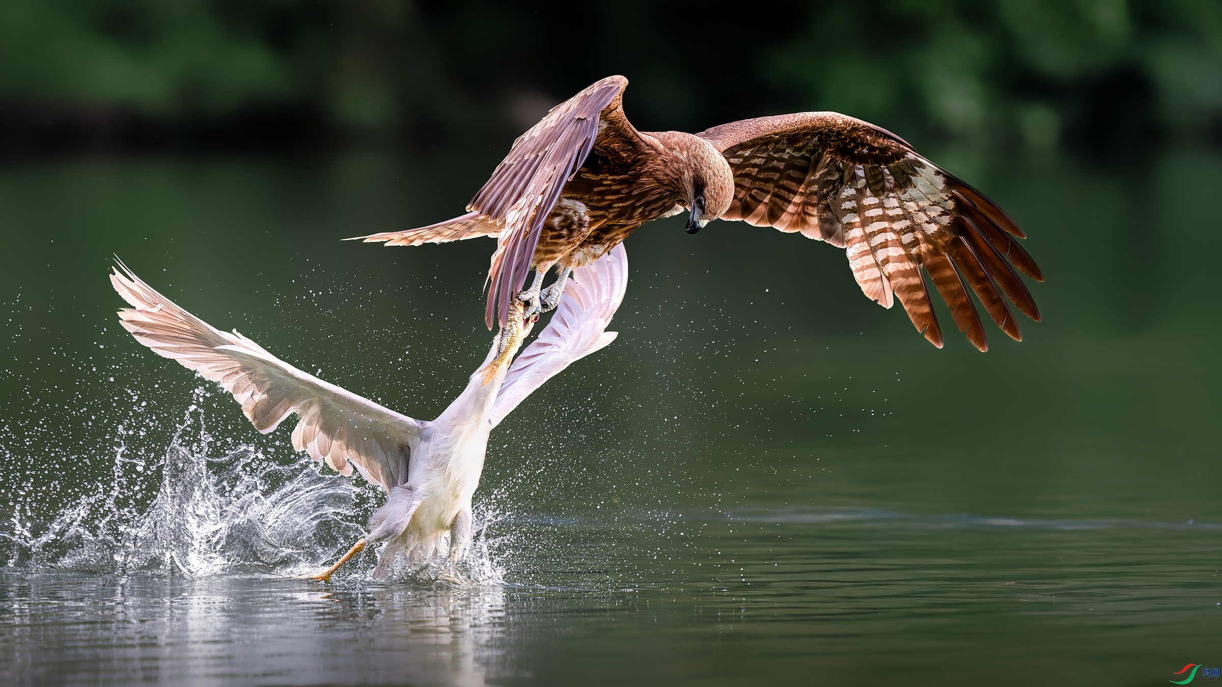 DSC_9261-����ǿ-NR ����.jpg