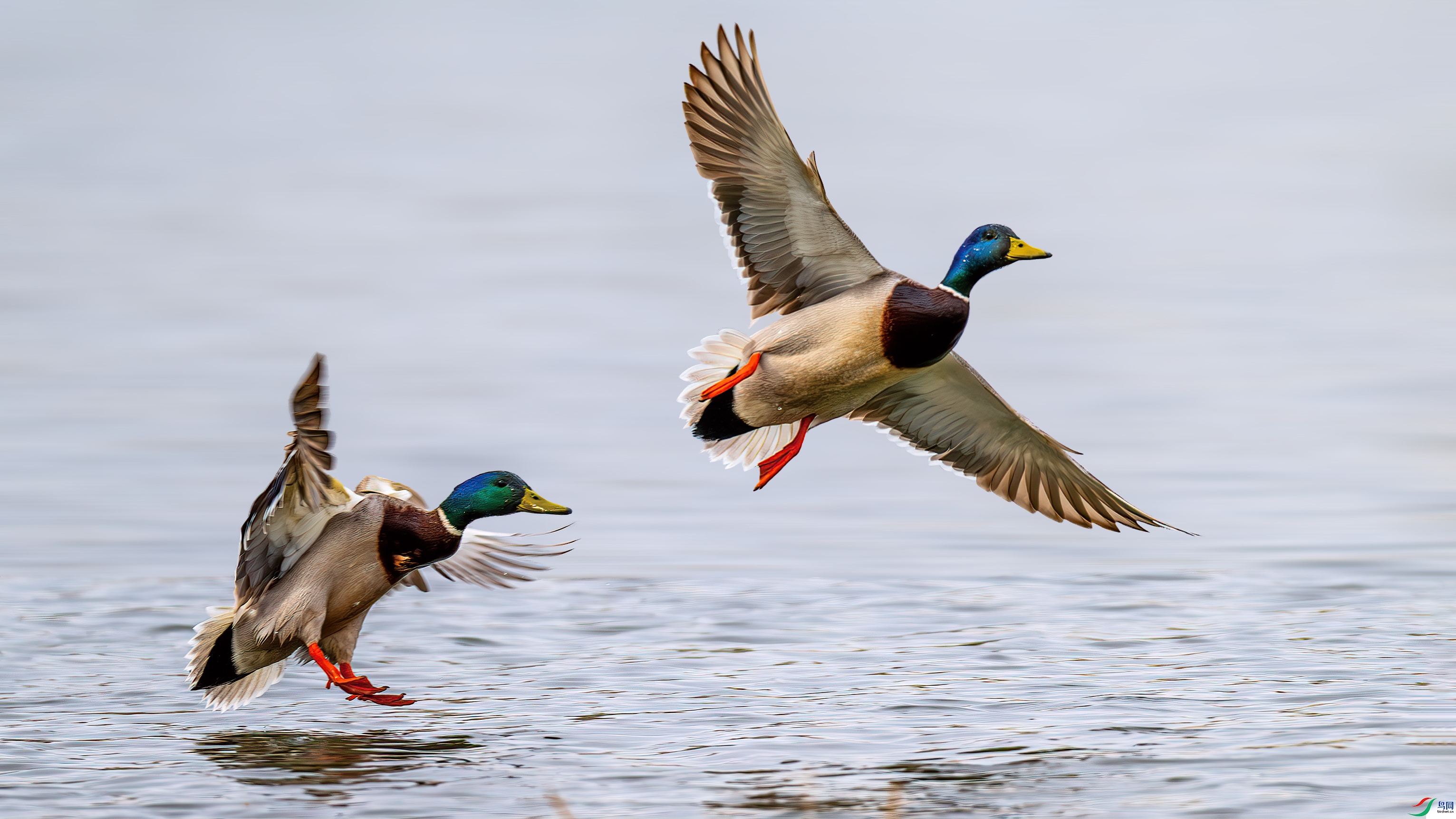 DSC_6333-����ǿ-NR.jpg