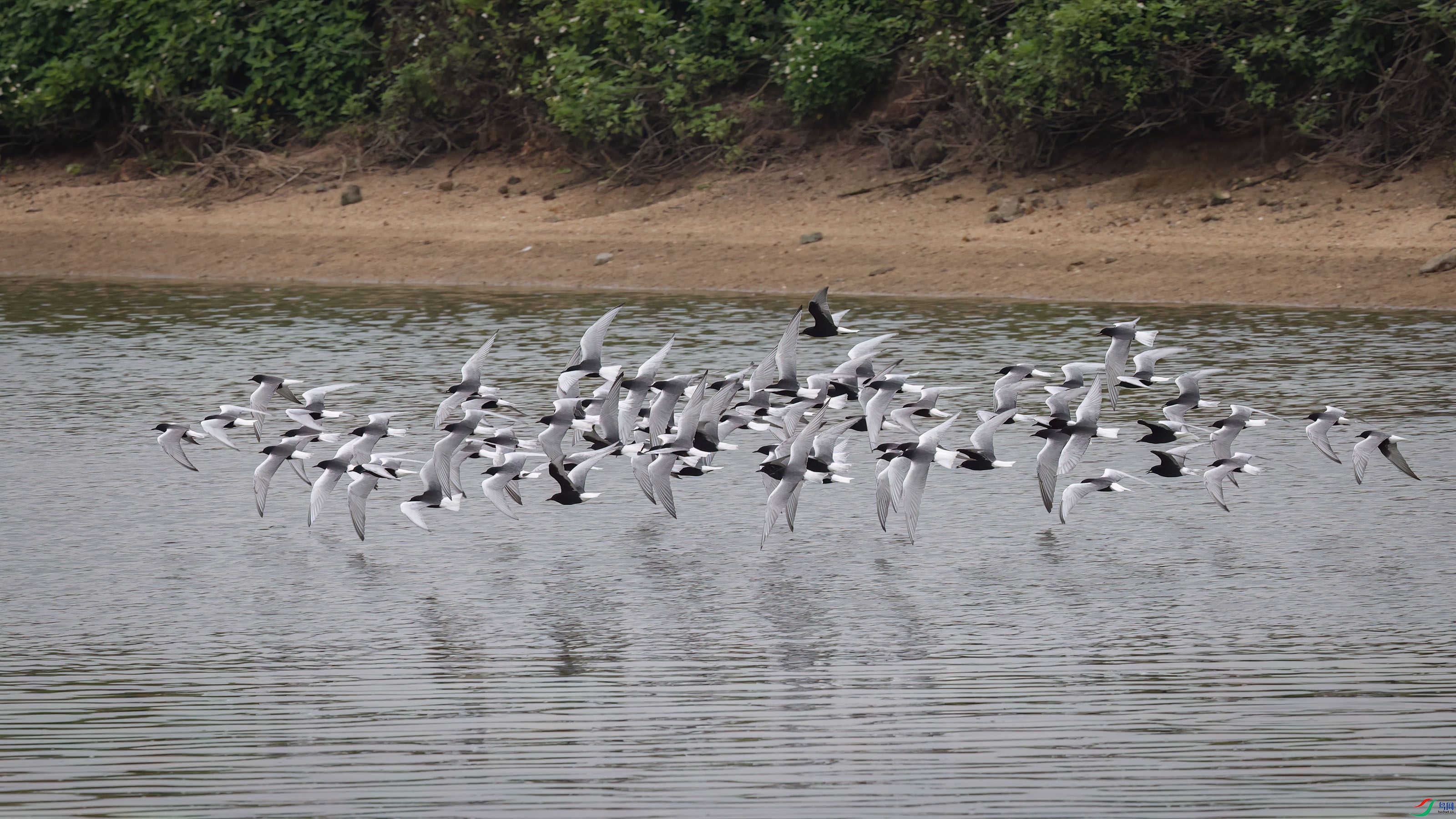 _E8A8069 ����w.jpg