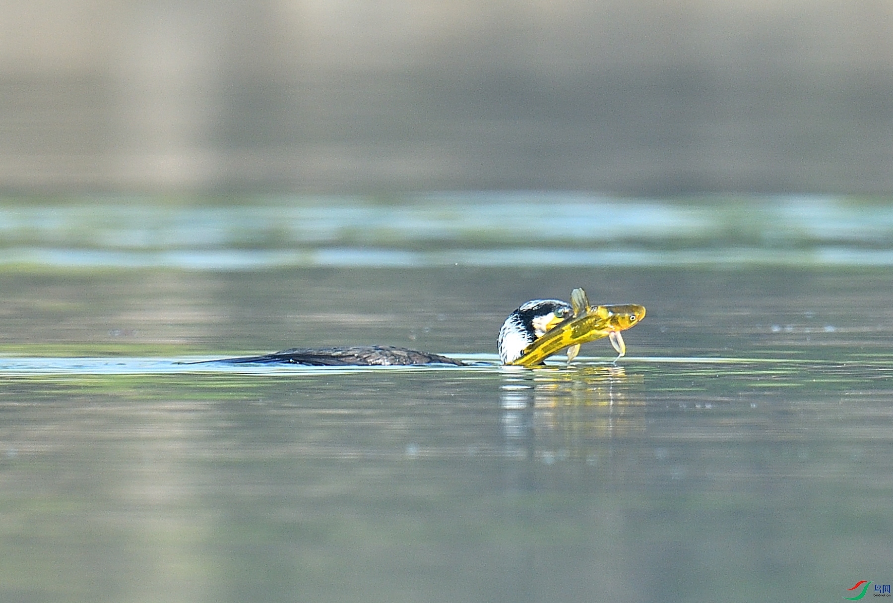 DSC_9852.JPG