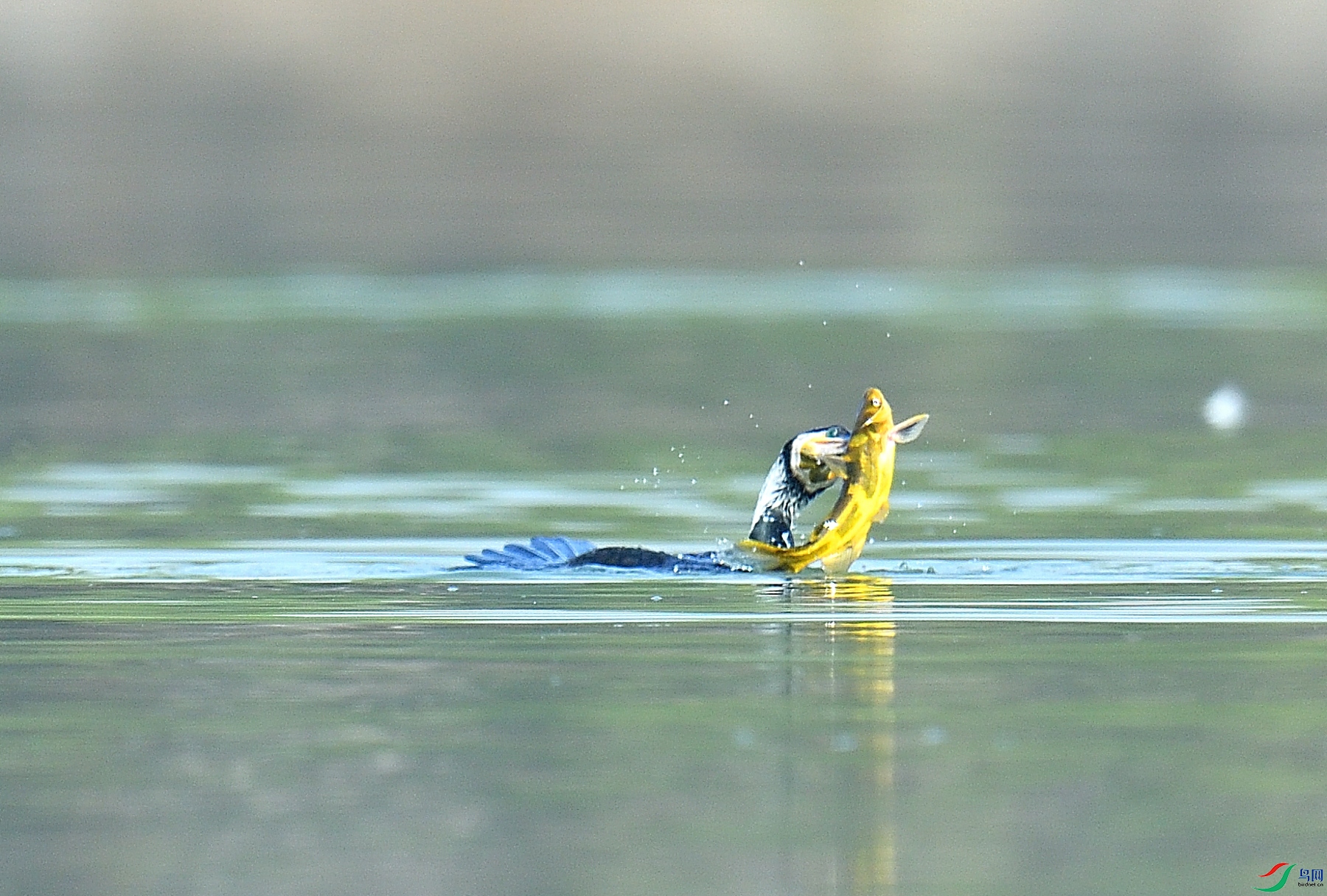DSC_9866.JPG