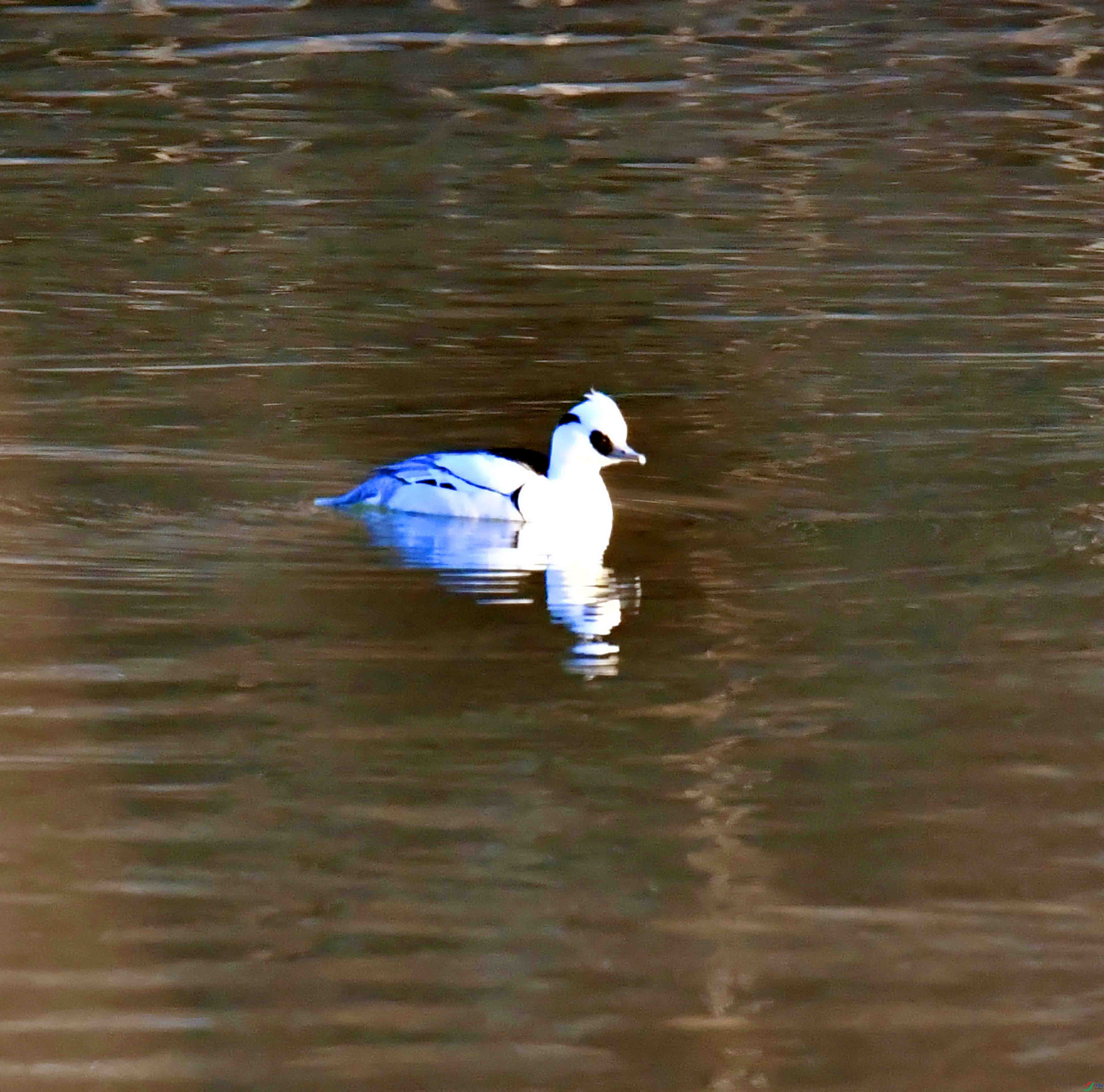 DSC_1916.JPG