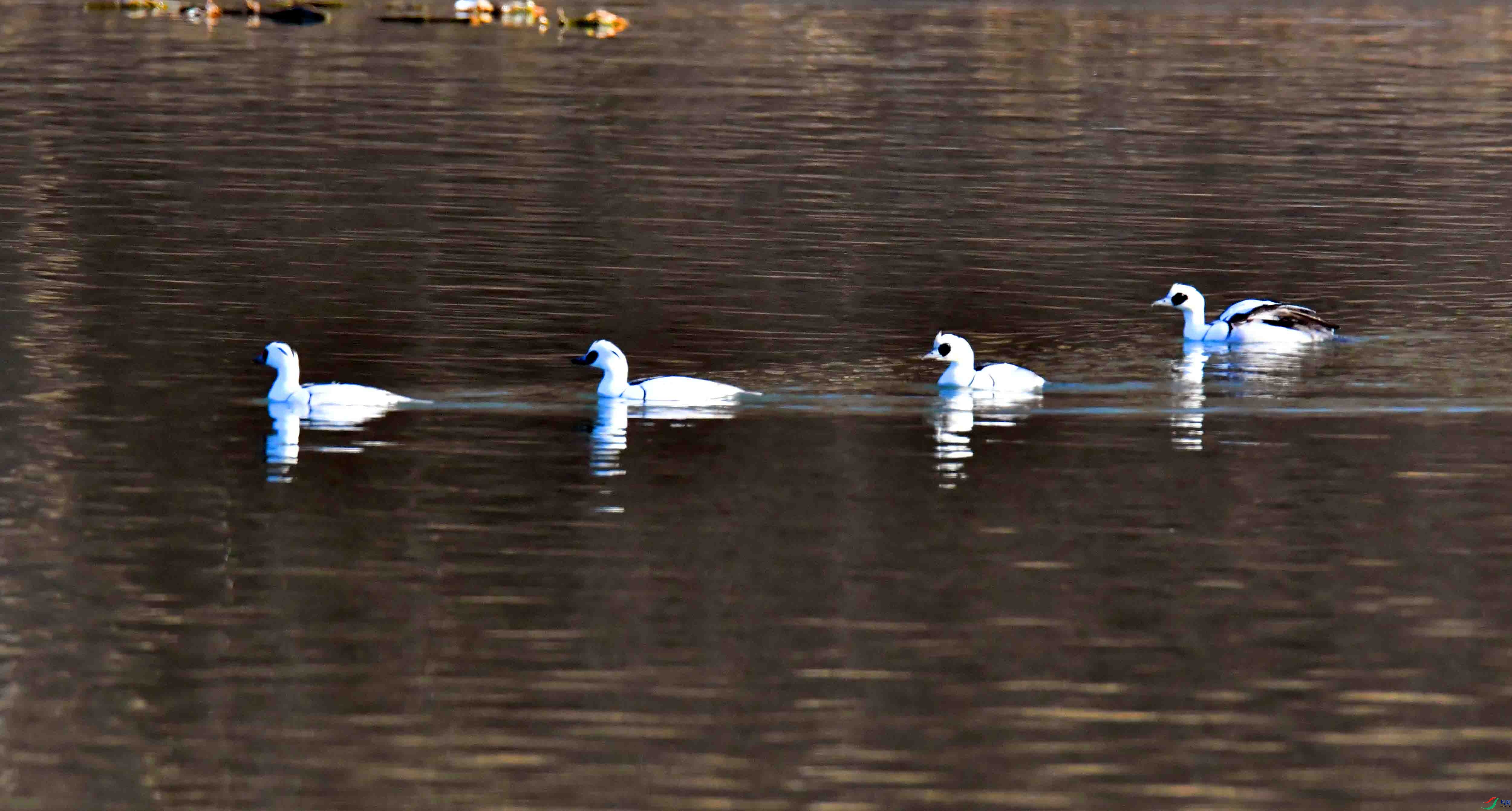 DSC_2818.JPG