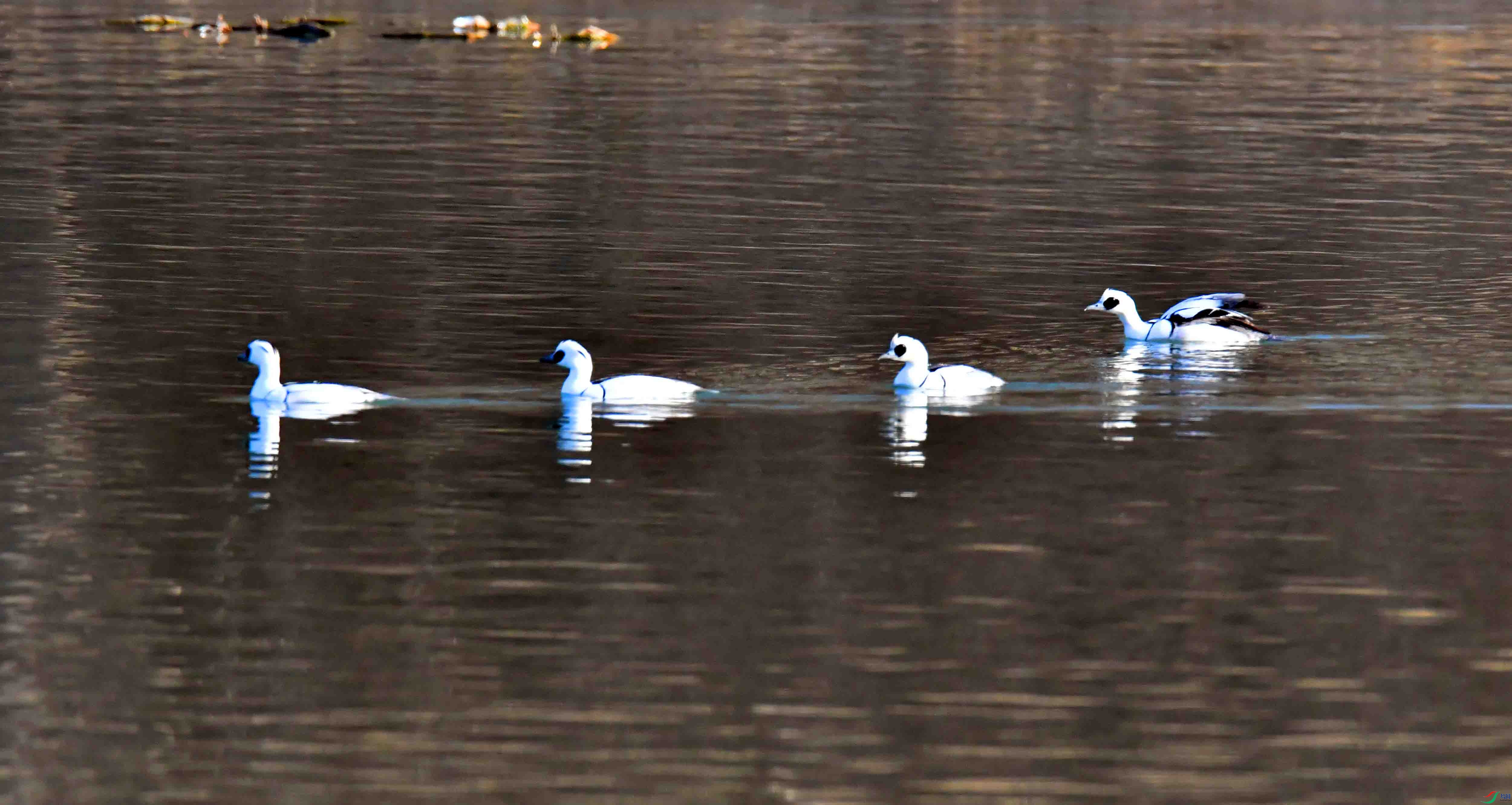 DSC_2820.JPG