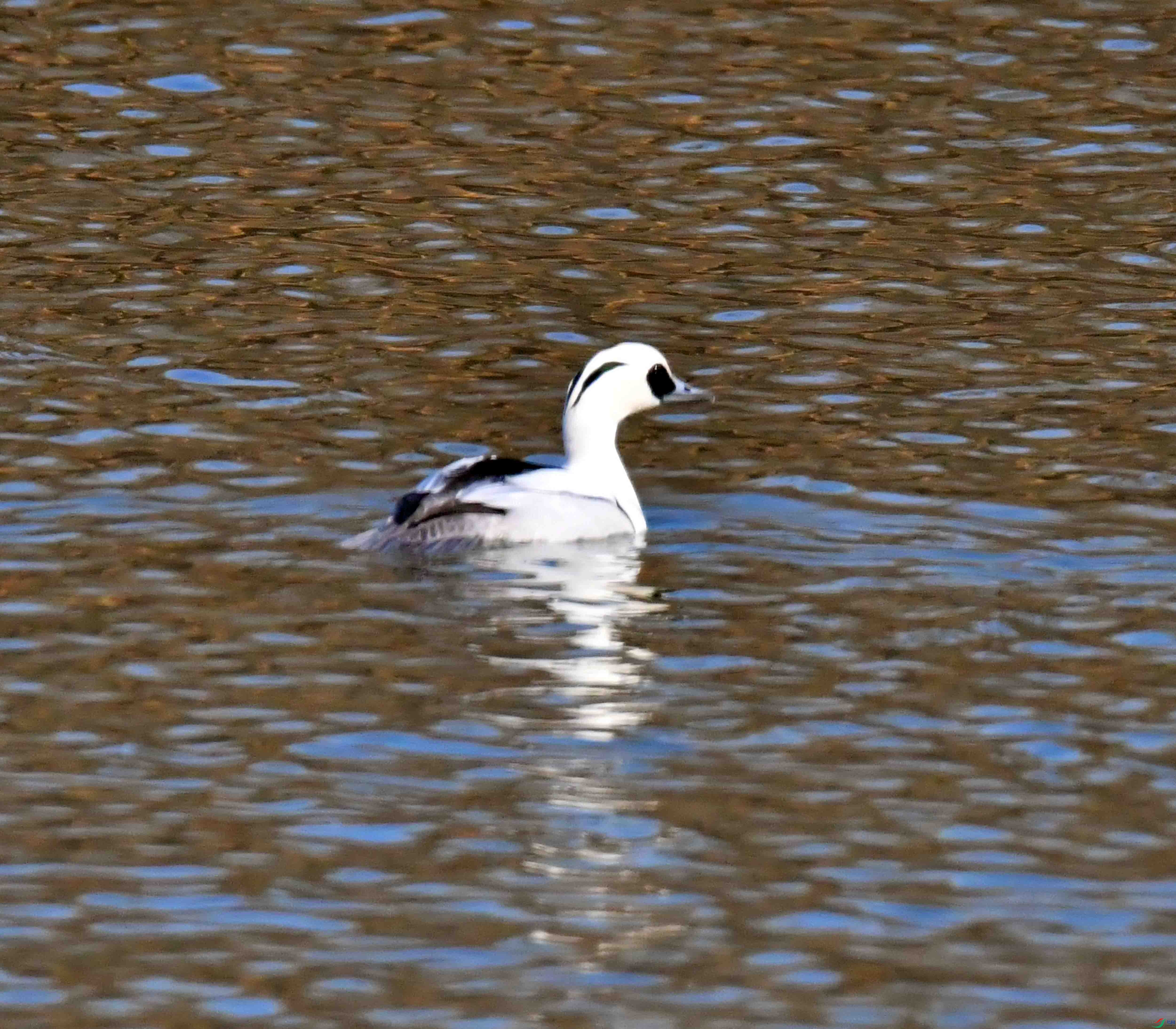 DSC_4027.JPG