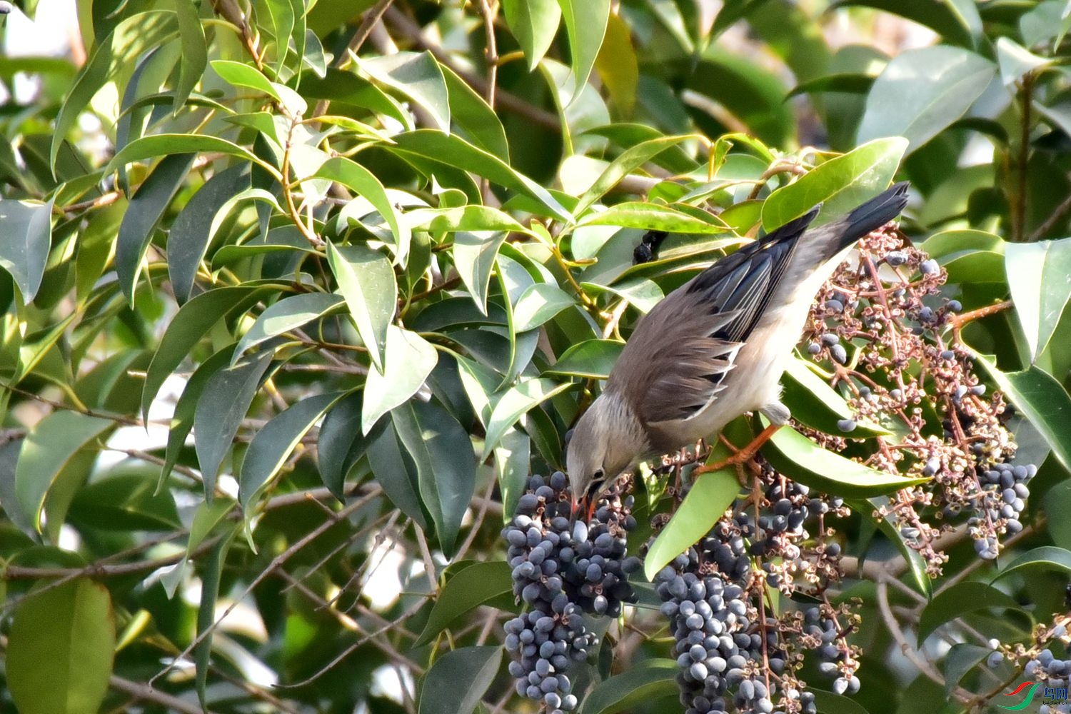 DSC_9770.JPG