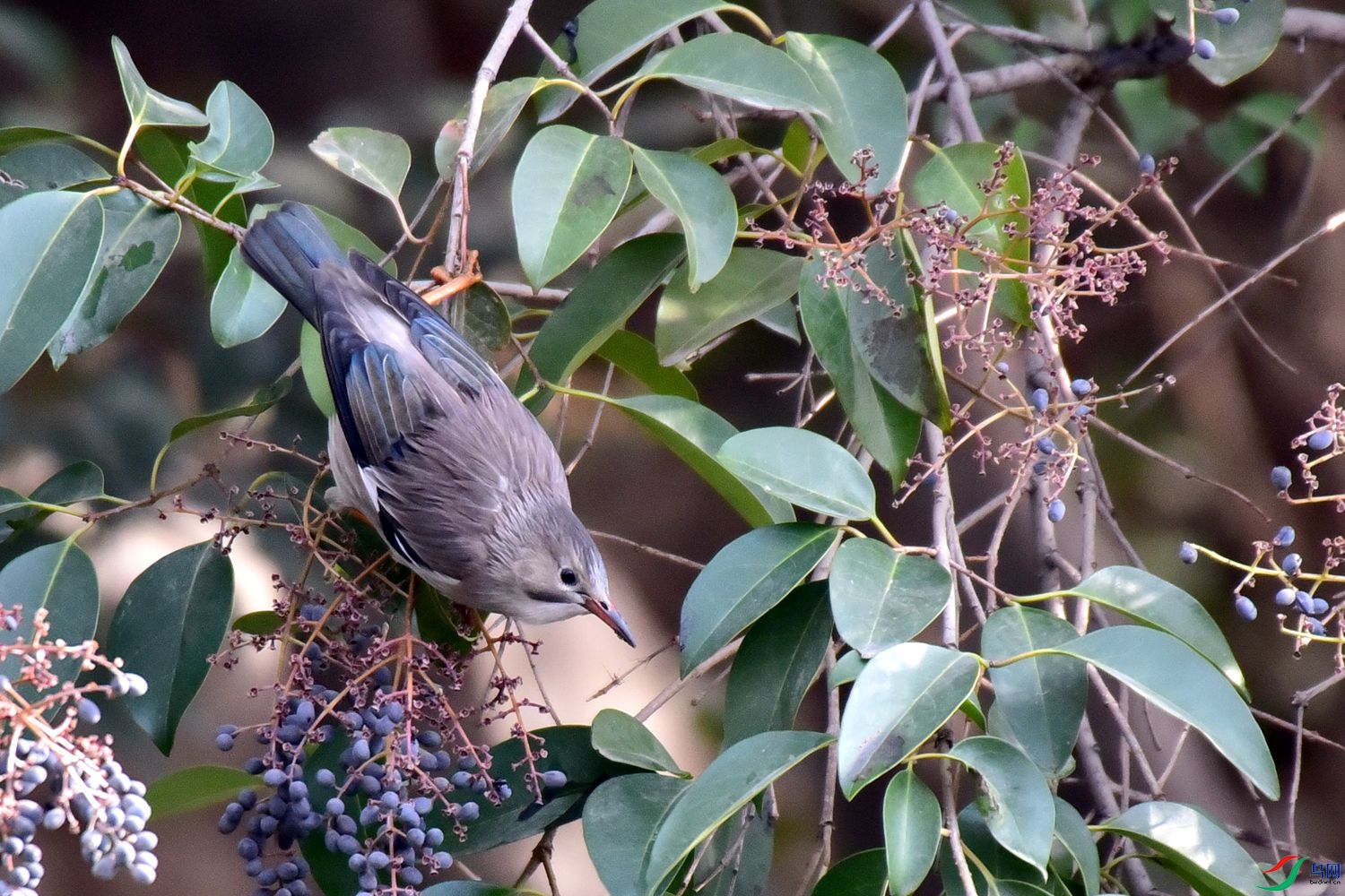 DSC_9755.JPG