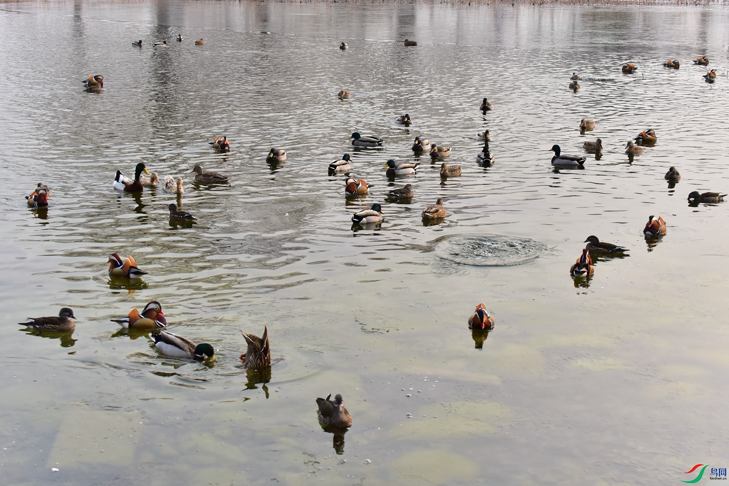 DSC_7335.JPG