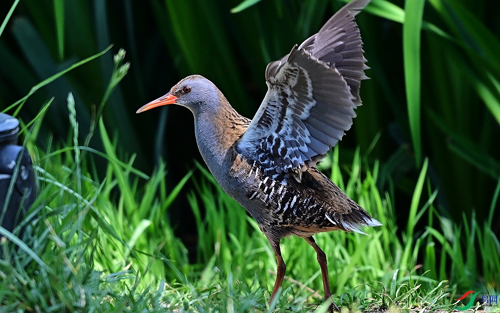 DSC_5690.JPG