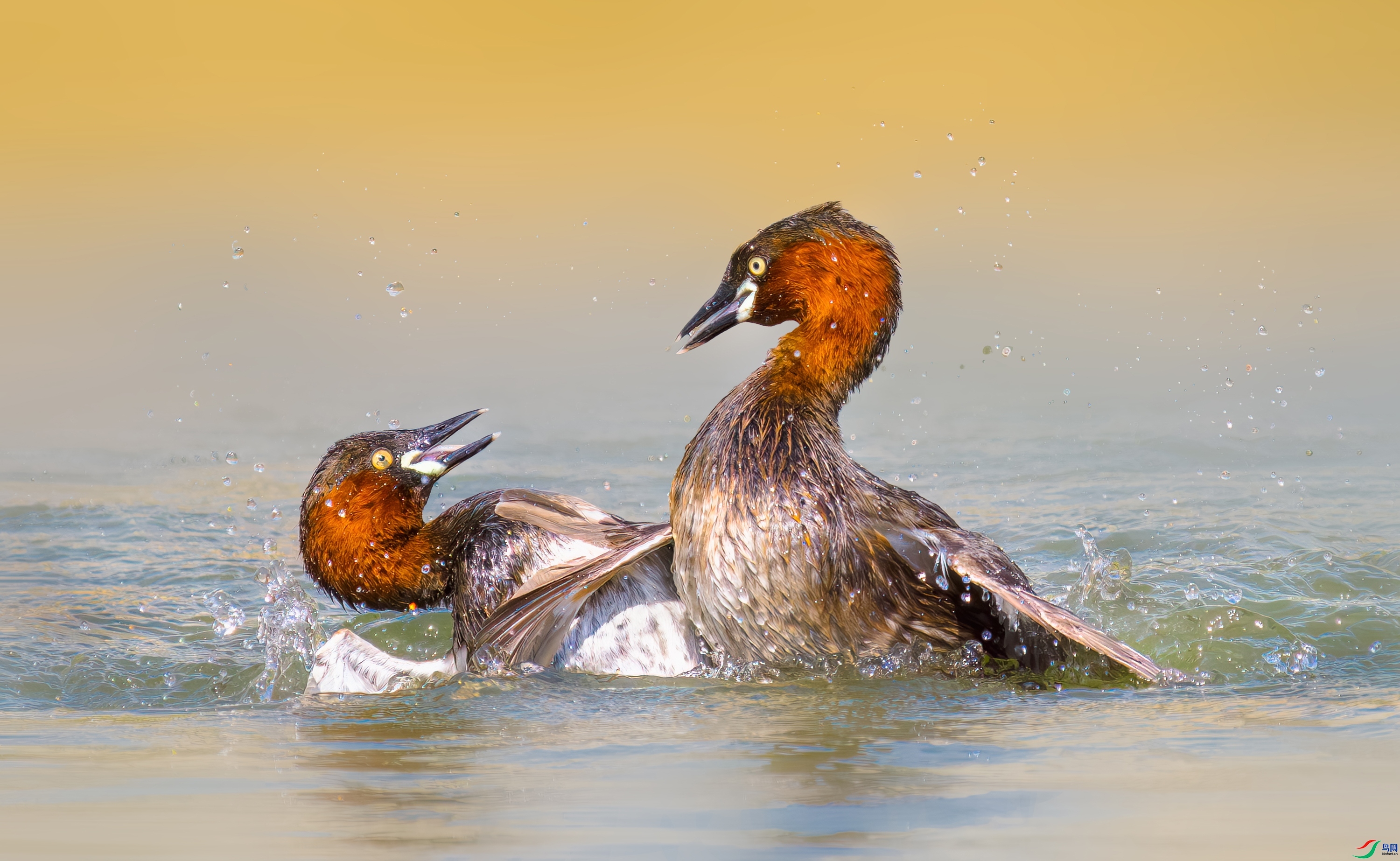 ����  ���� 춼ͷ� ����.jpg