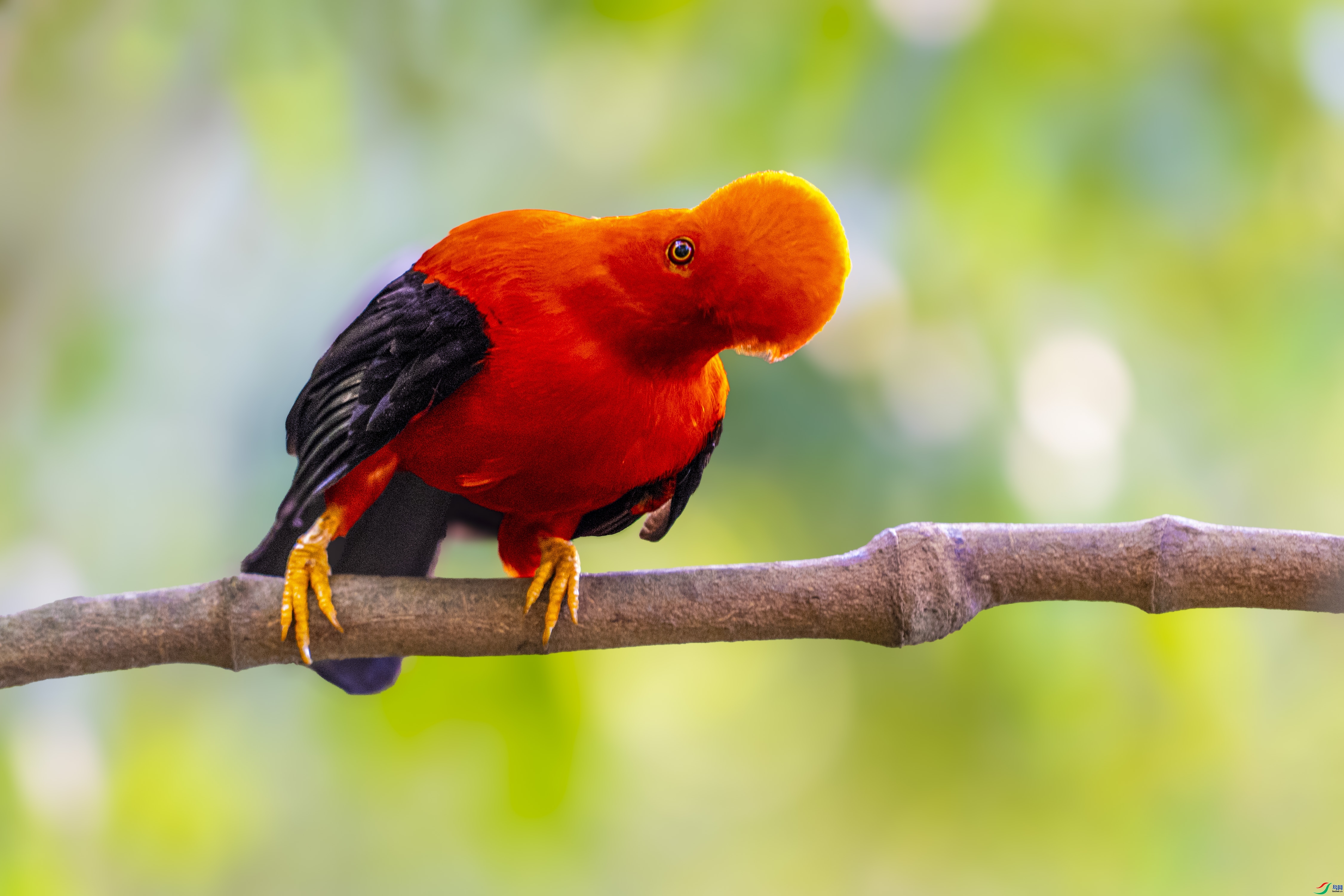 ����˹��ɡ��  ���� ������ ����.jpg