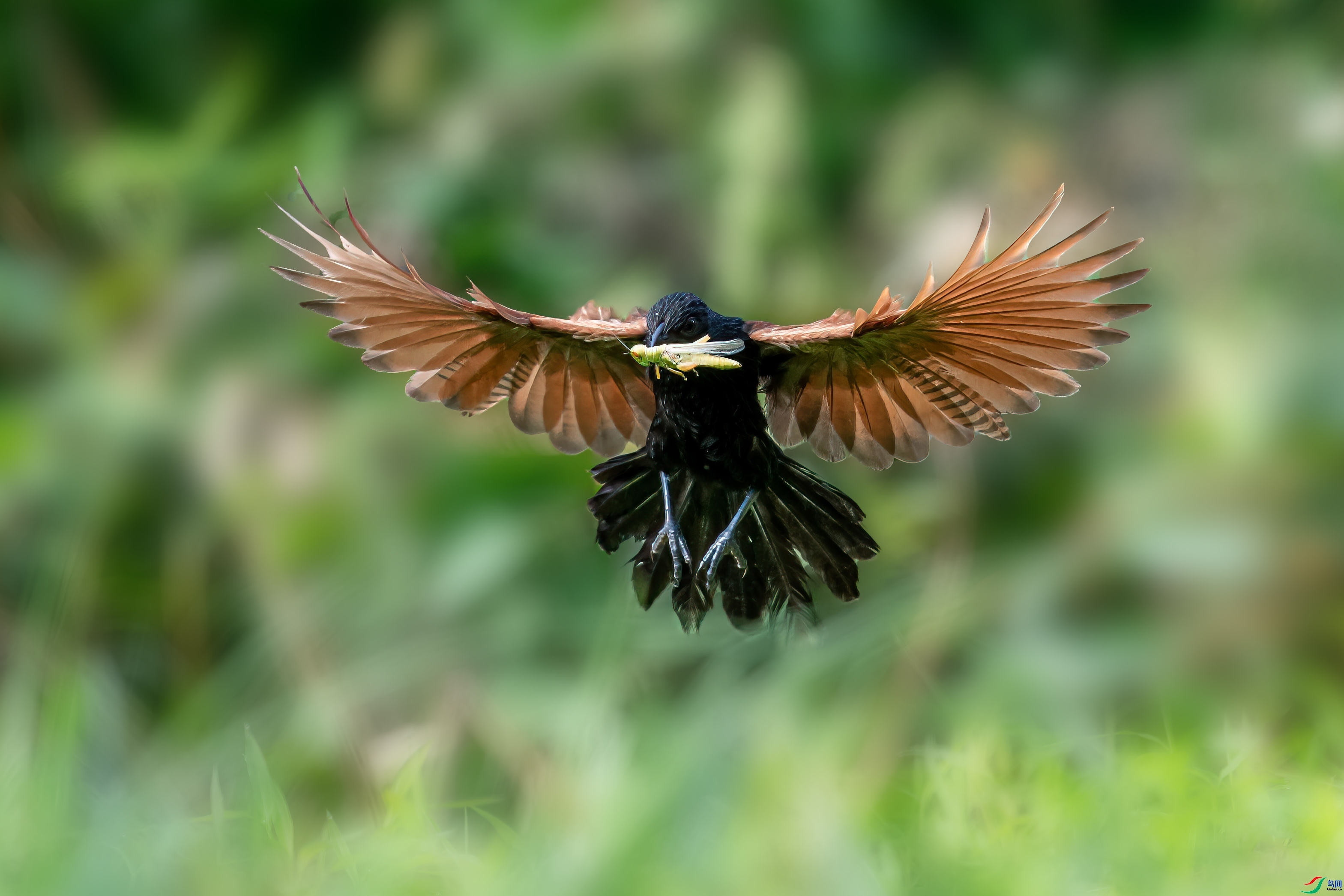 �鳲  ���� ����.jpg