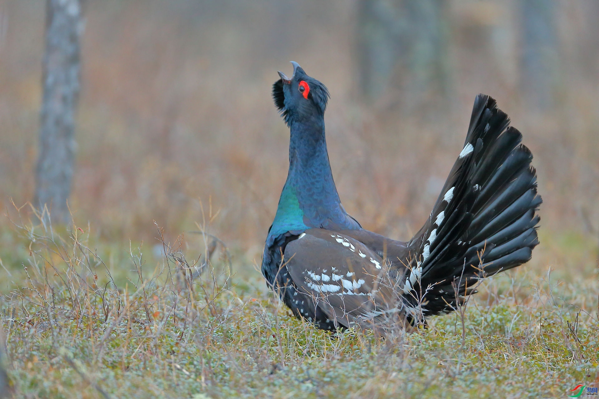 ���ĺ��� ���� 8341   ����.jpg