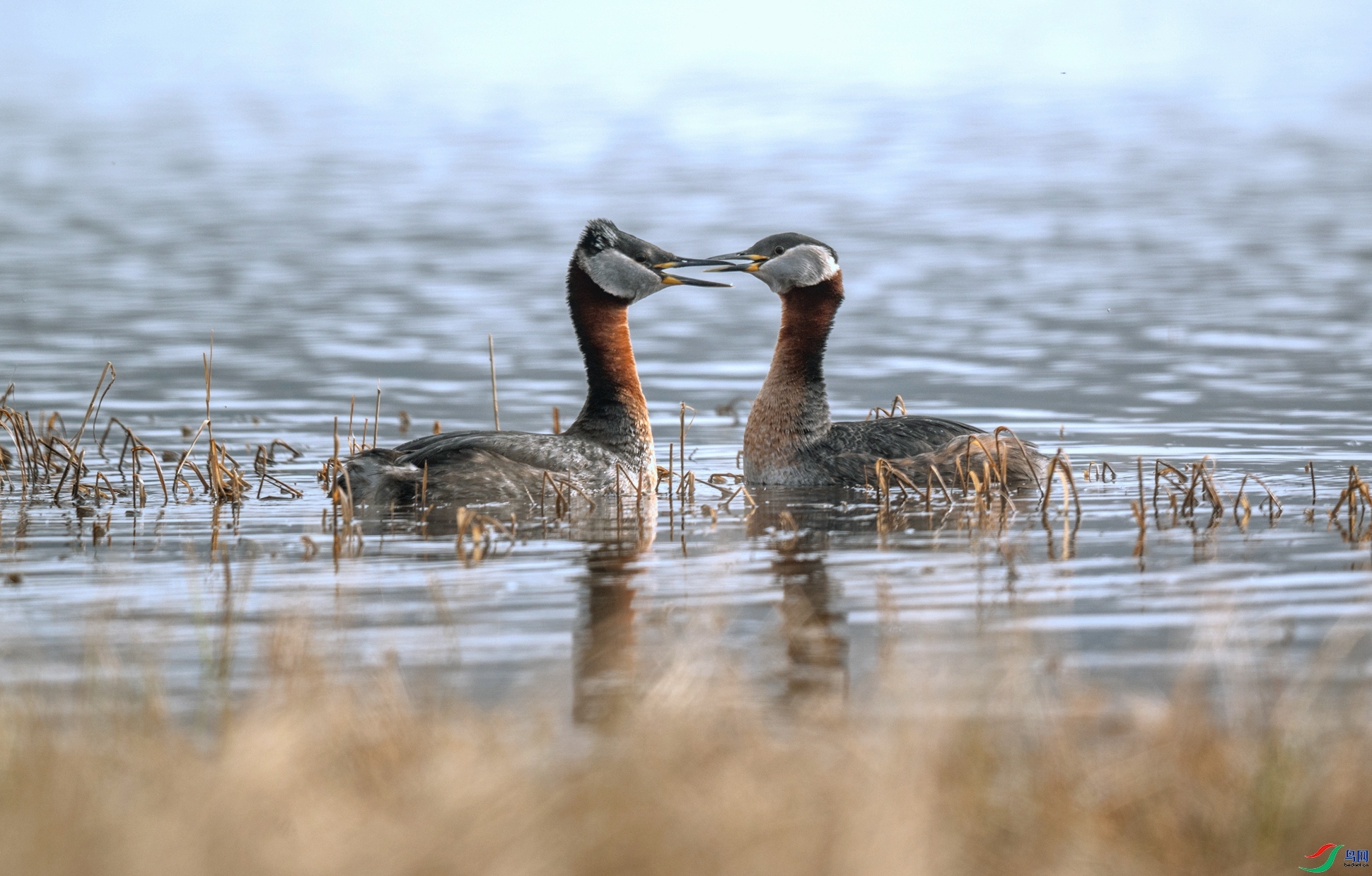 �����еĳྱ���e  ���� ����.jpg