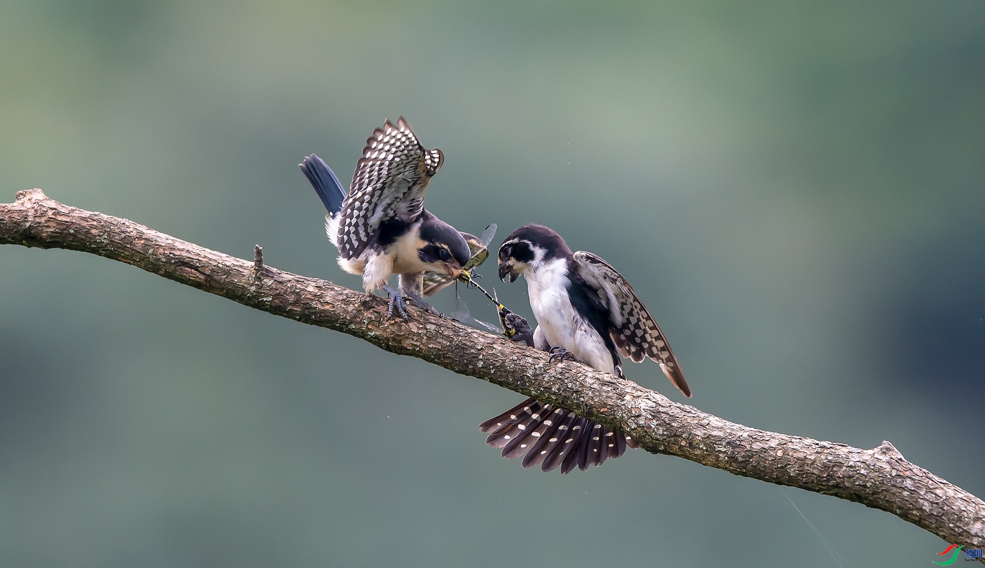 ����С��  ���� ���� ����.jpg