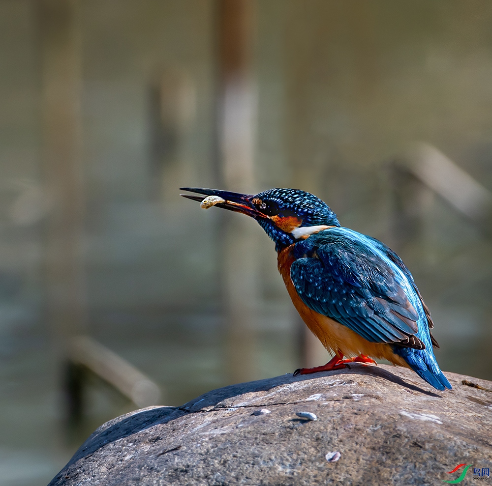 DSC_5110-22.jpg