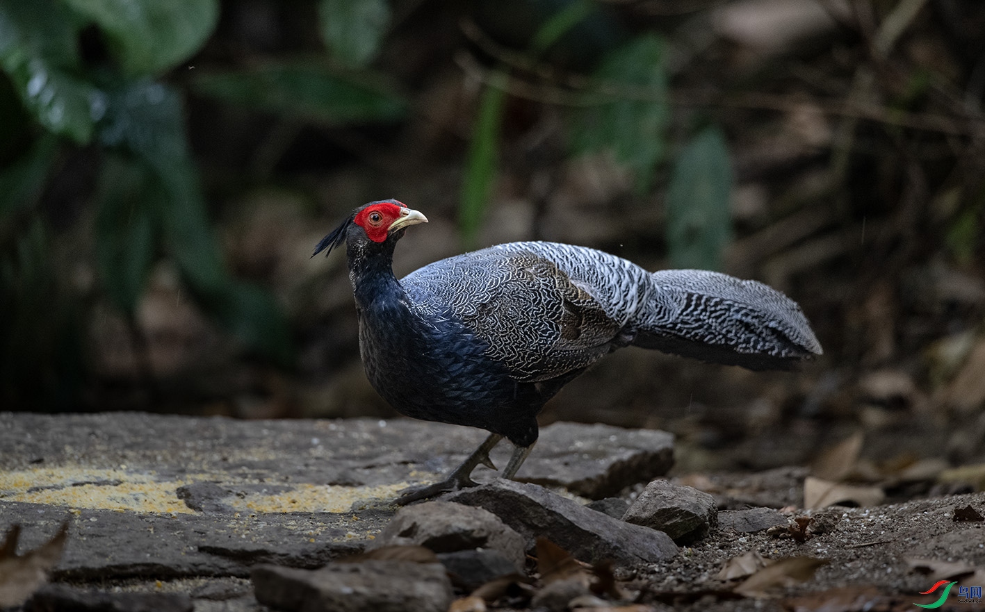 DSC_8607 ����.jpg