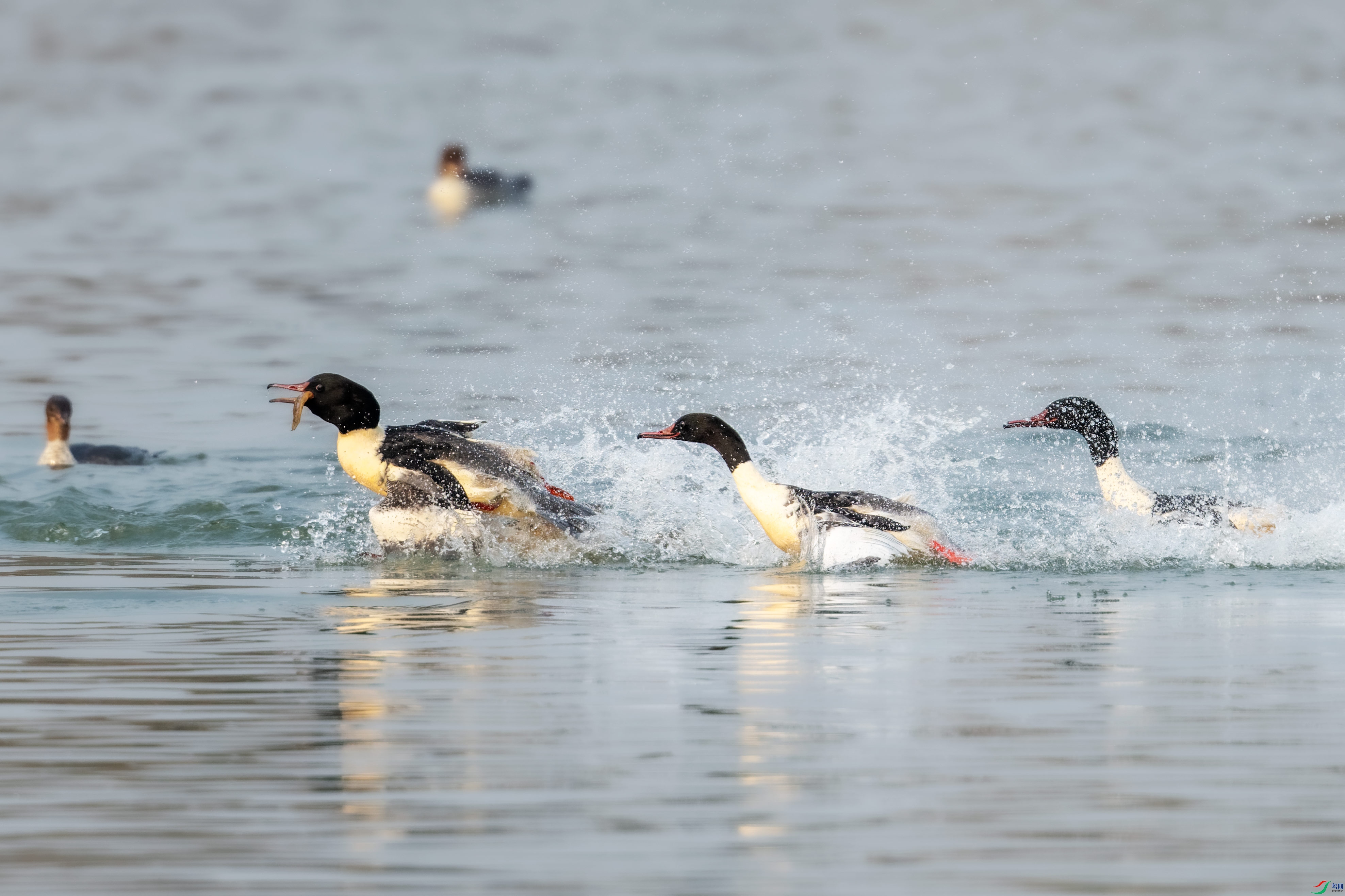 DSC_6827.jpg
