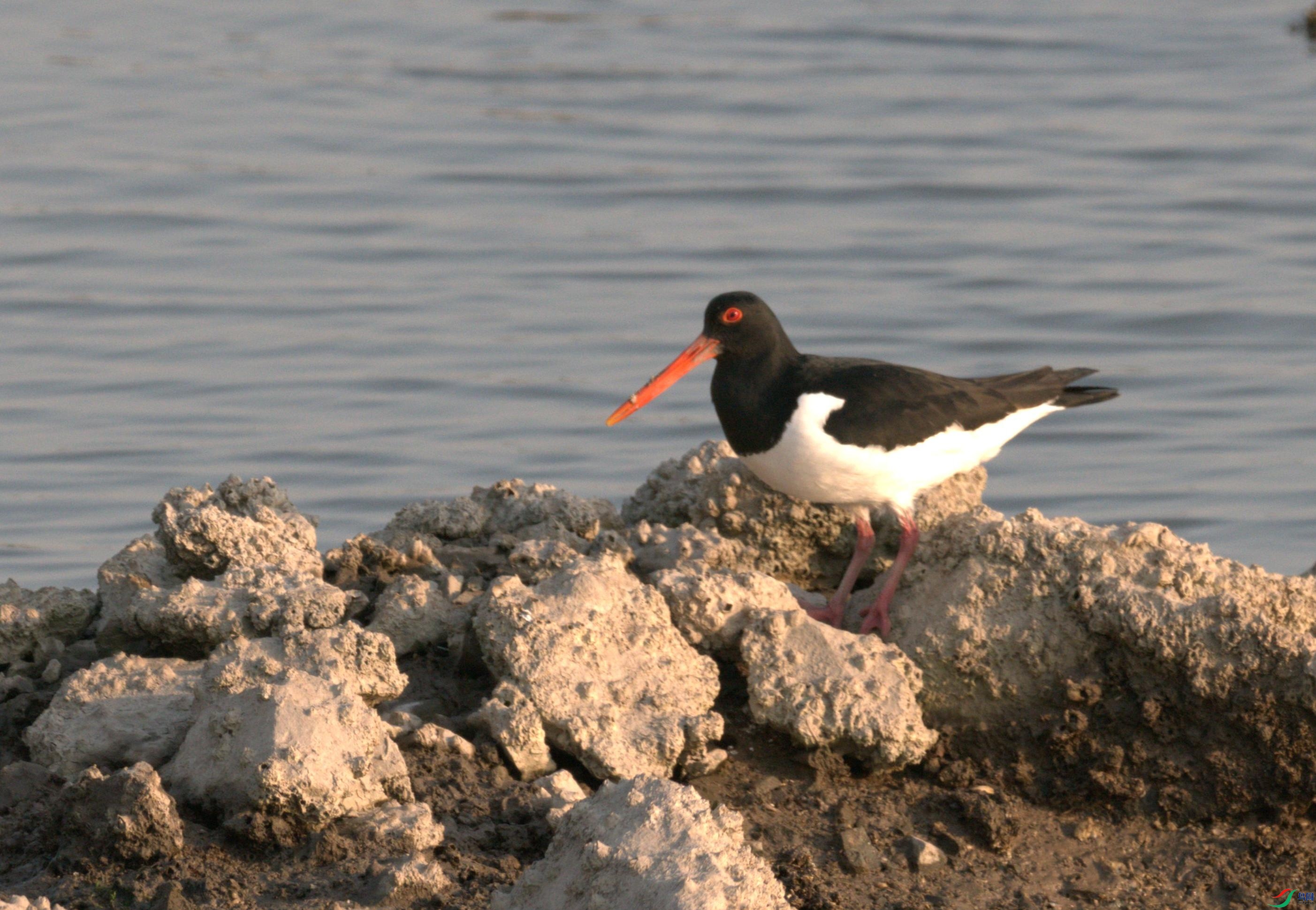 P3220786(1).jpg