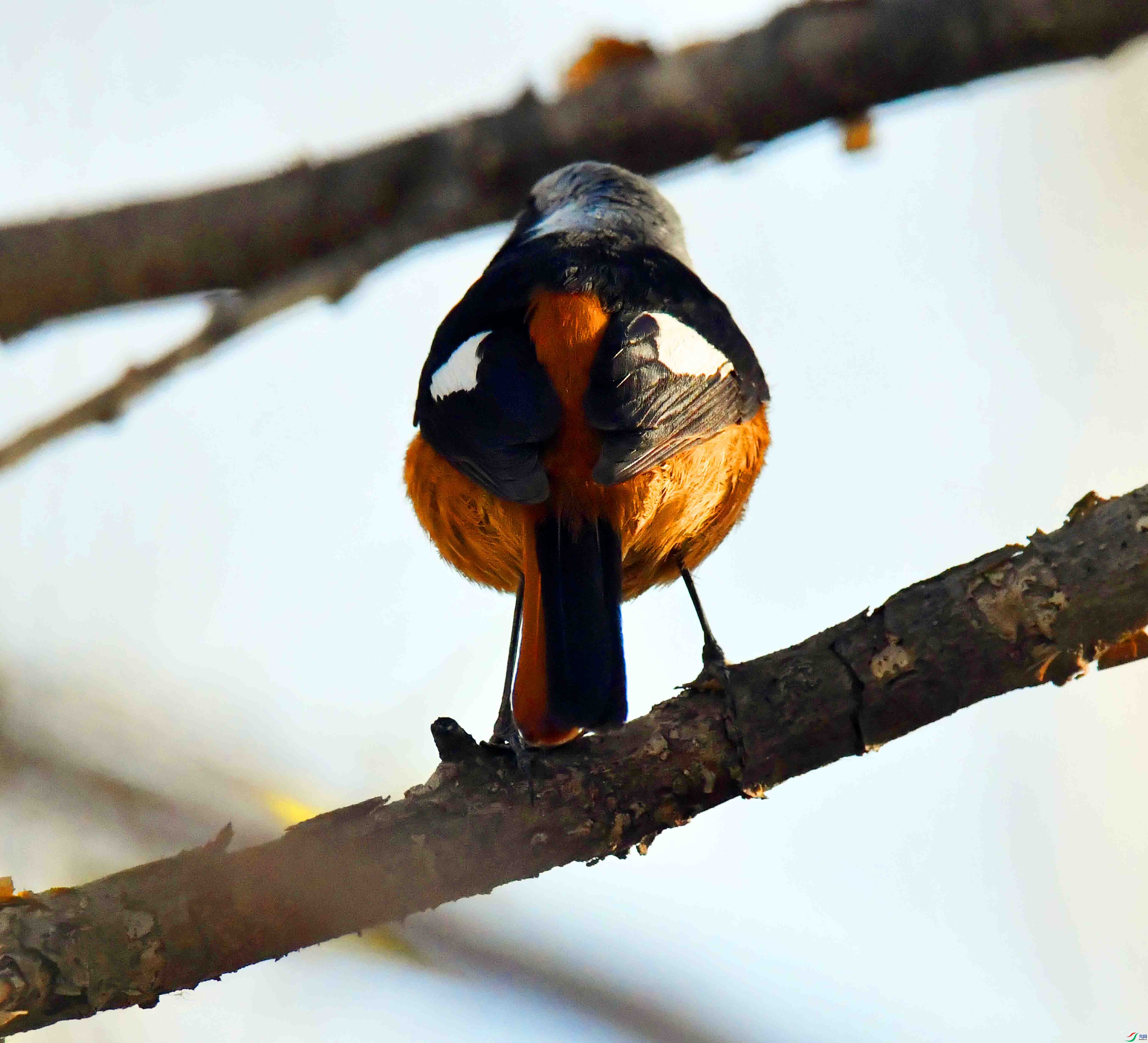 DSC_9559.JPG