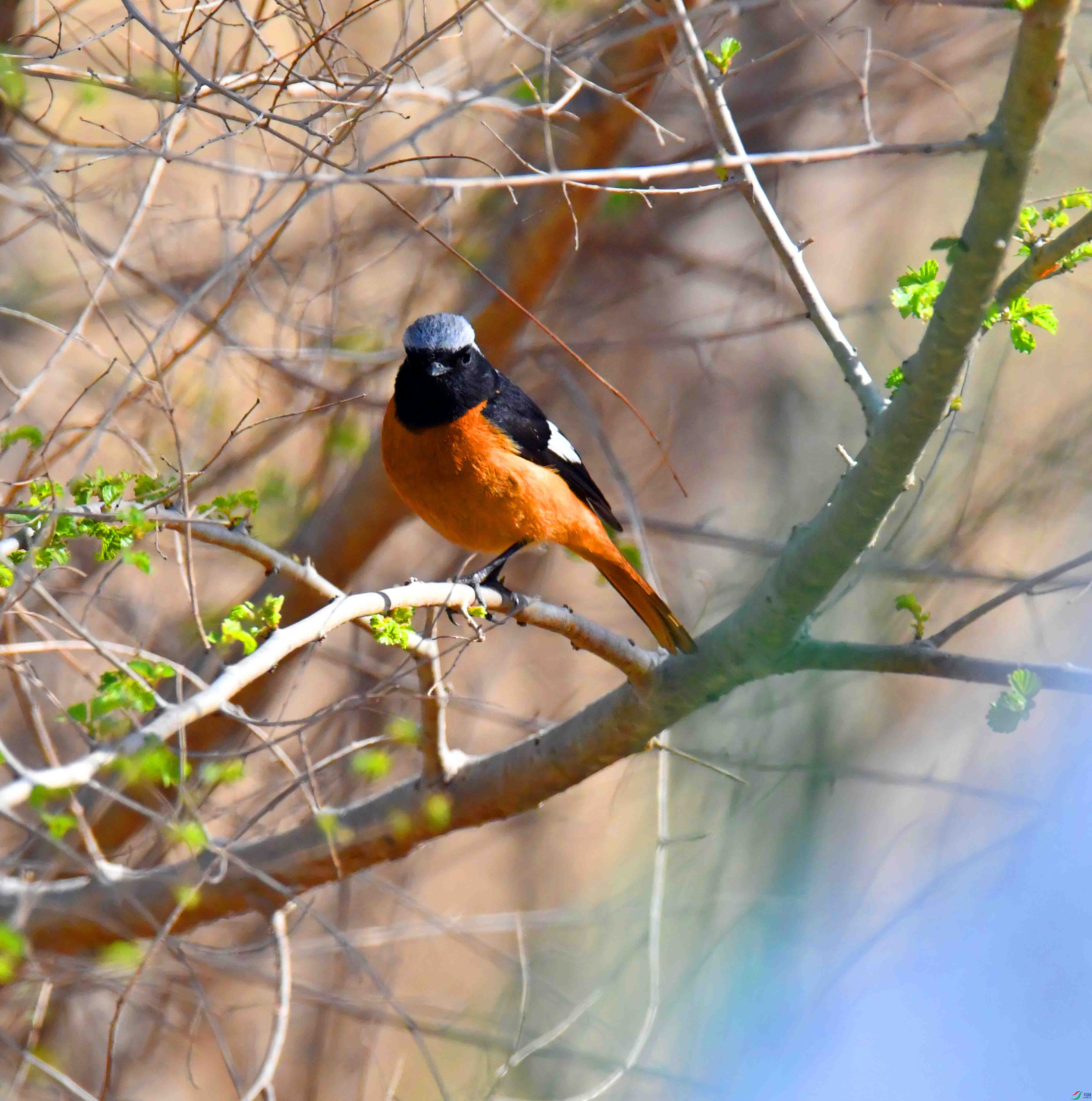 DSC_9914.JPG