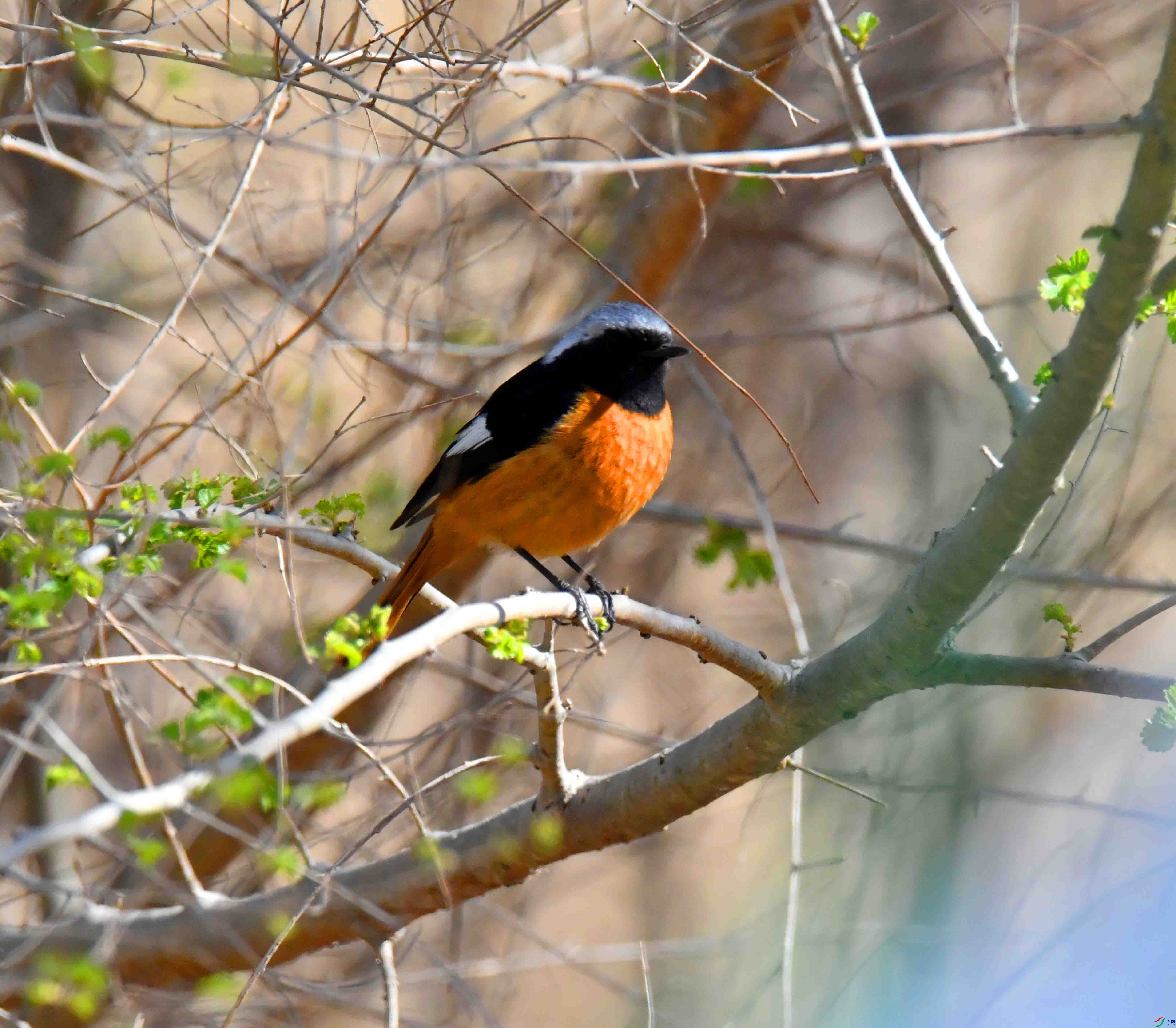 DSC_9915.JPG