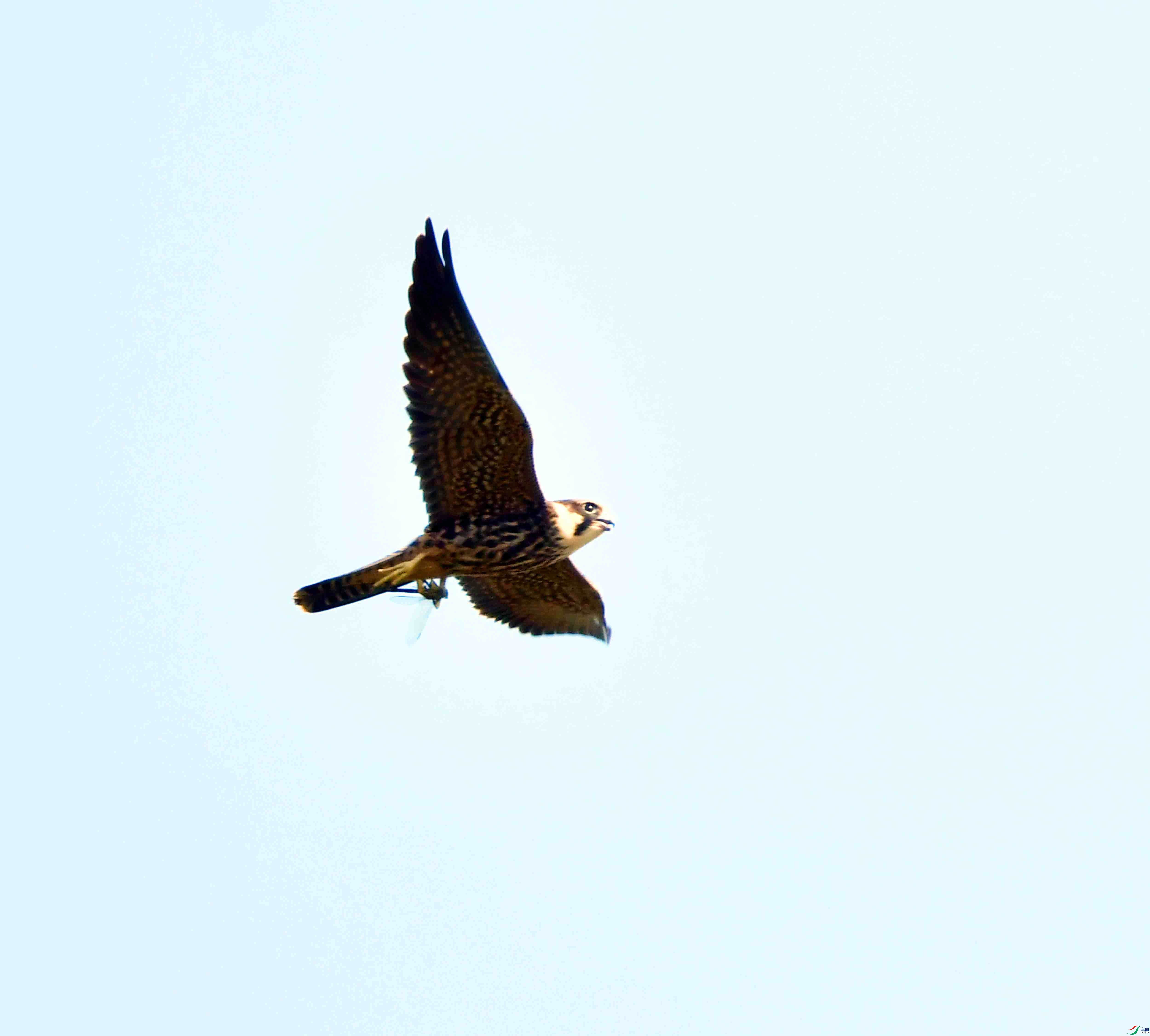 DSC_4234.JPG