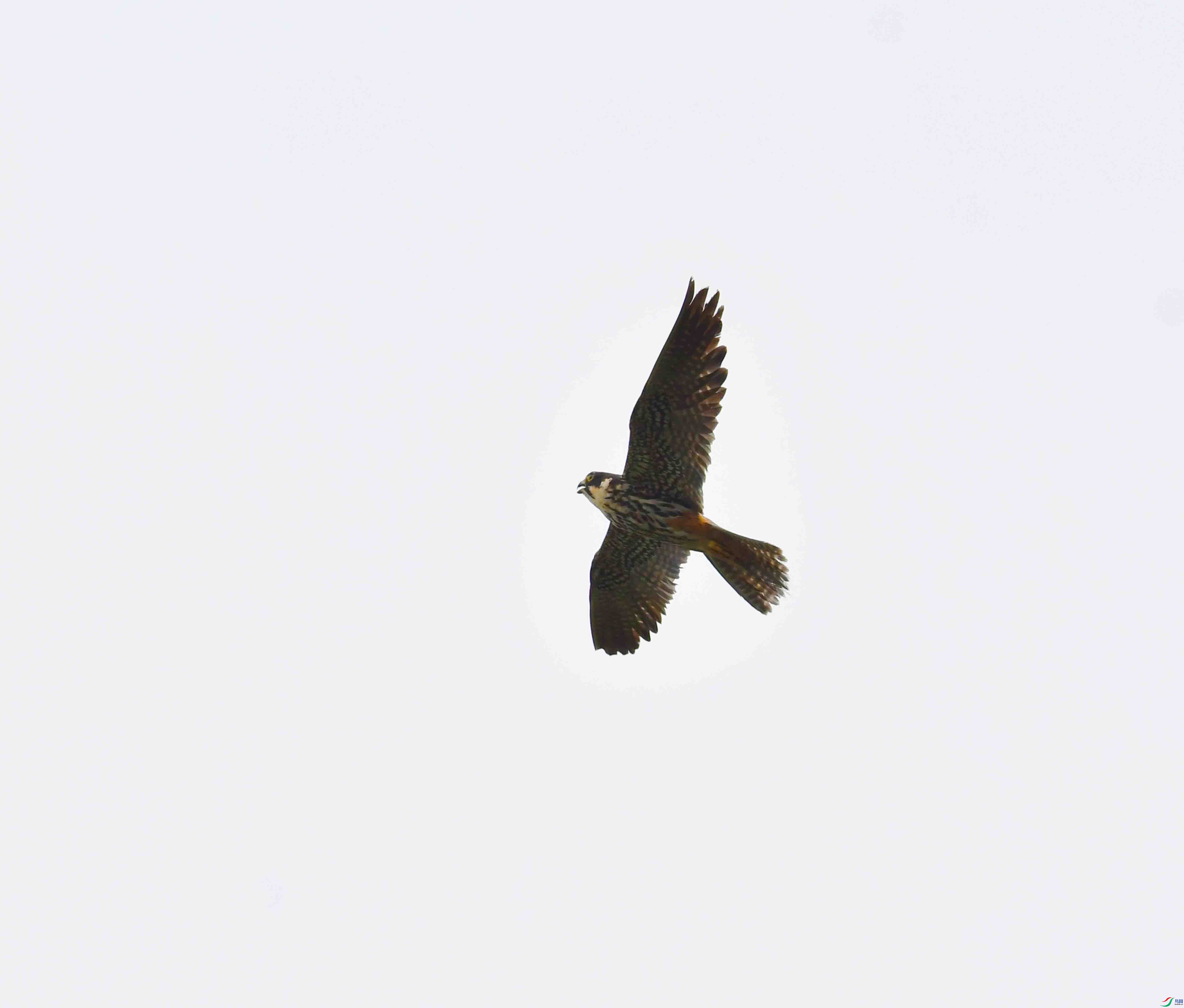 DSC_4441.JPG