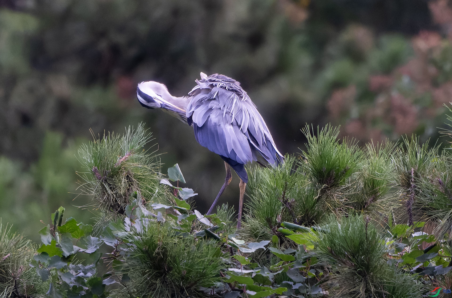 DSC04248-ARW_DxO_DeepPRIME ����.jpg