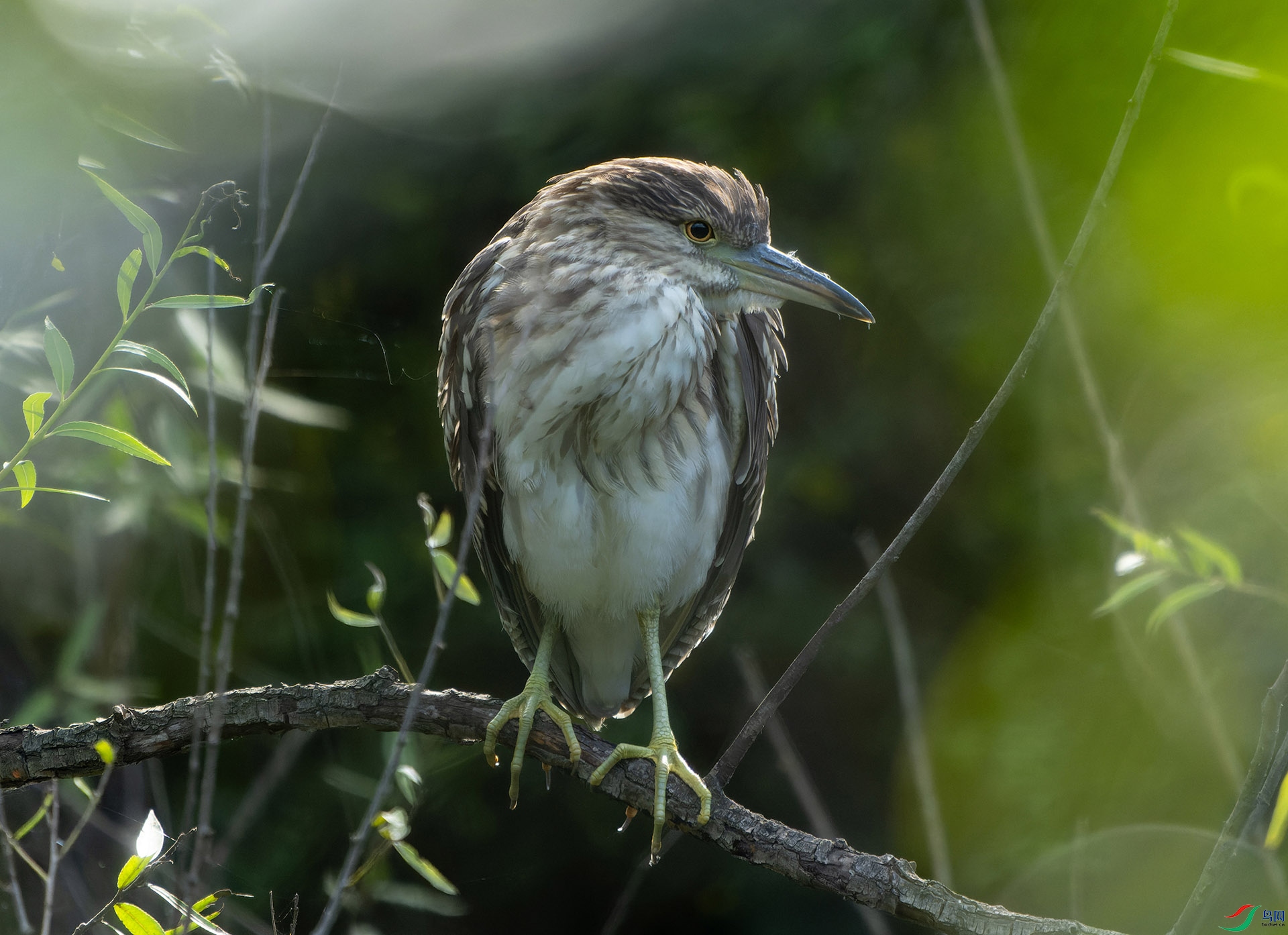 DSC04296-ARW_DxO_DeepPRIME ����.jpg