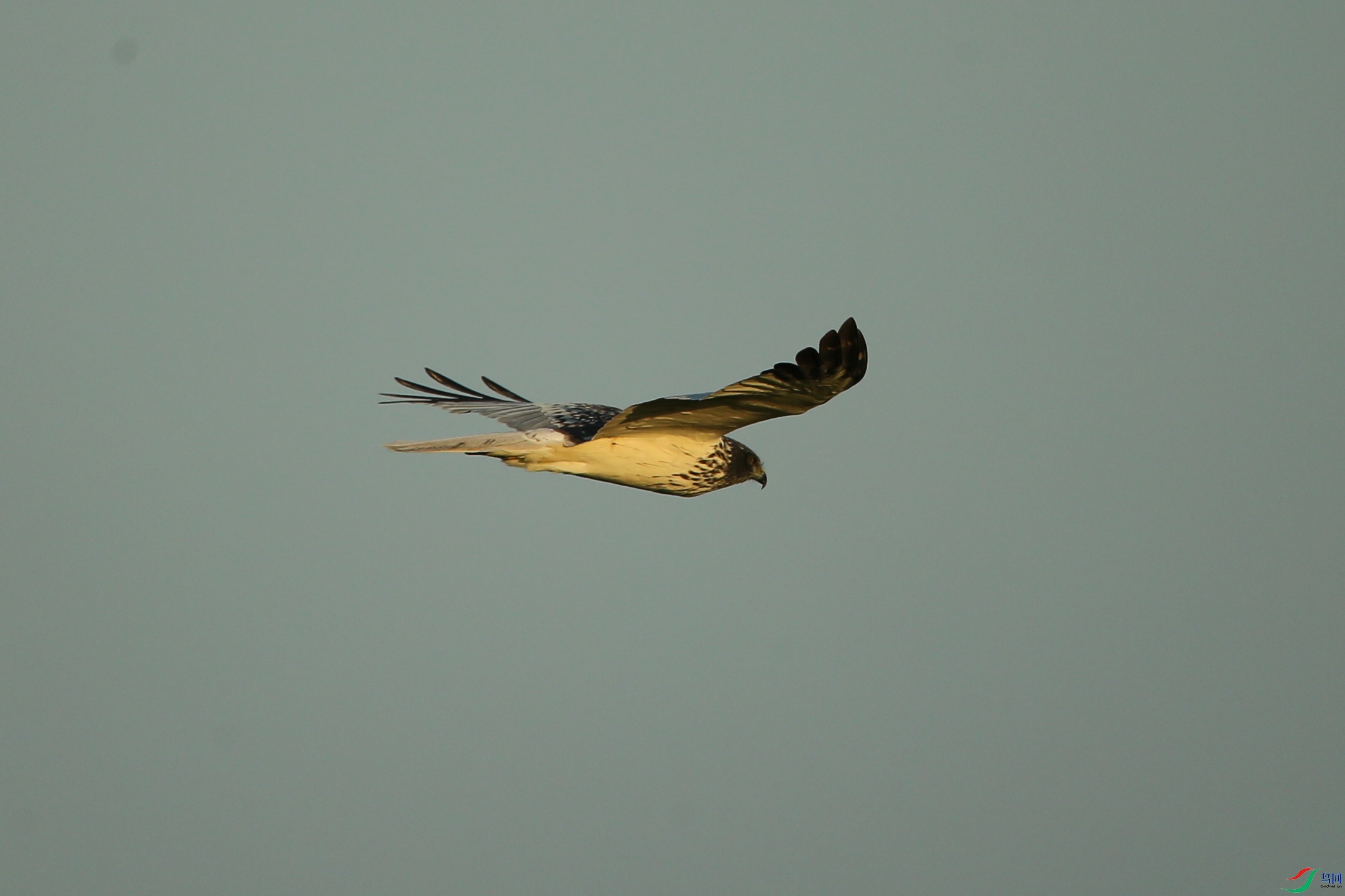 Picture 15083640.jpg